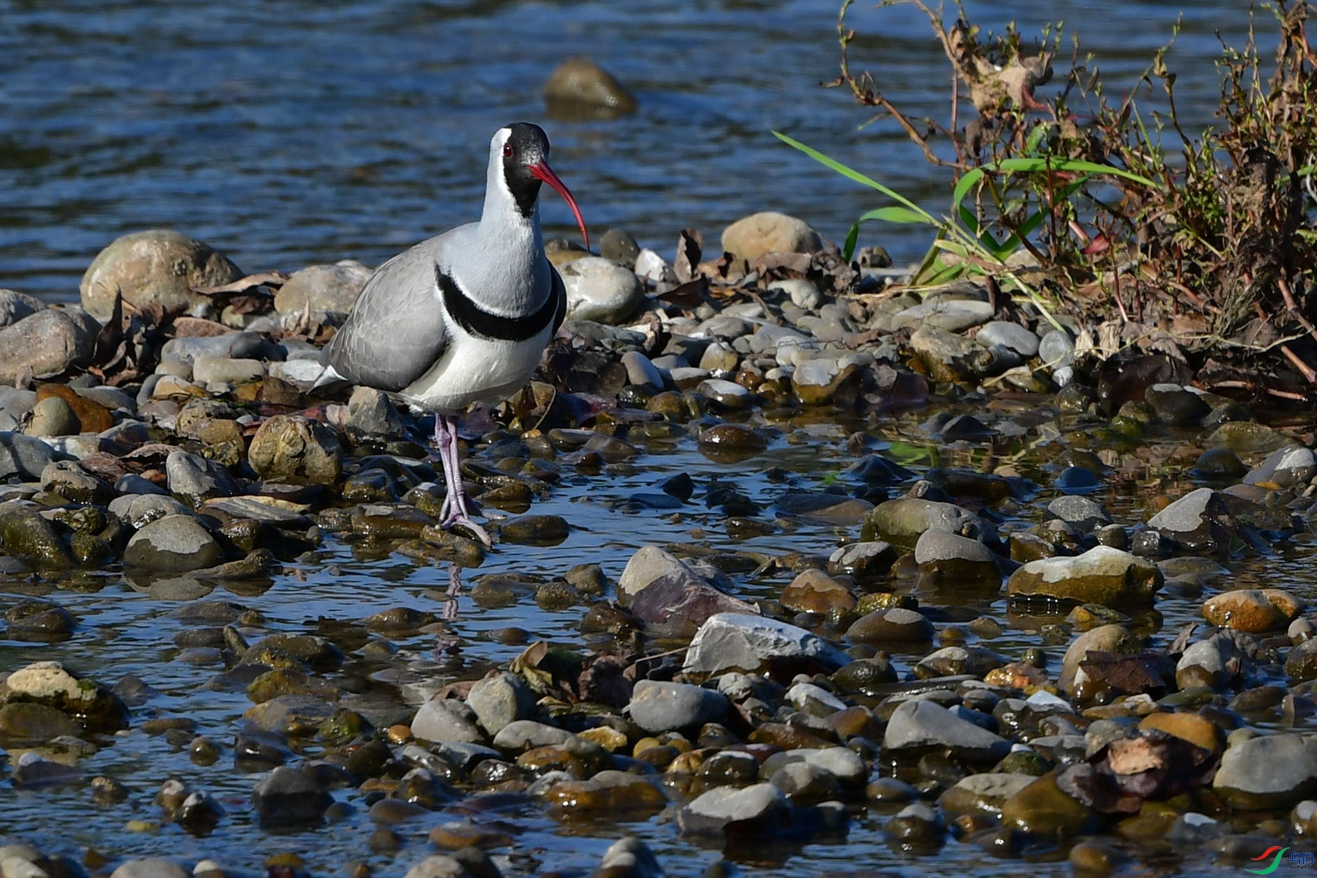 DSC_6860_����.jpg