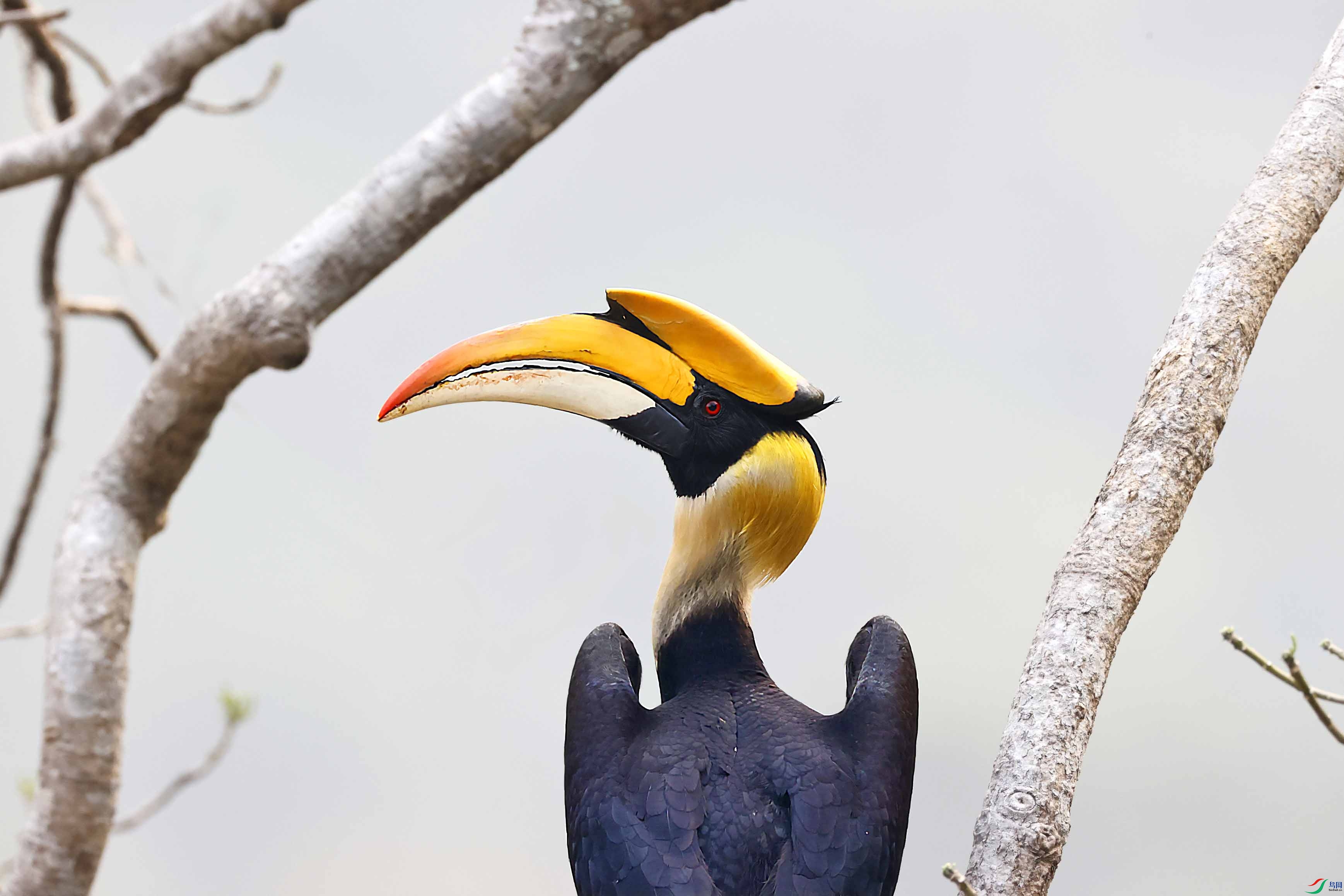 羽毛层次清晰颜色丰富的双角犀鸟