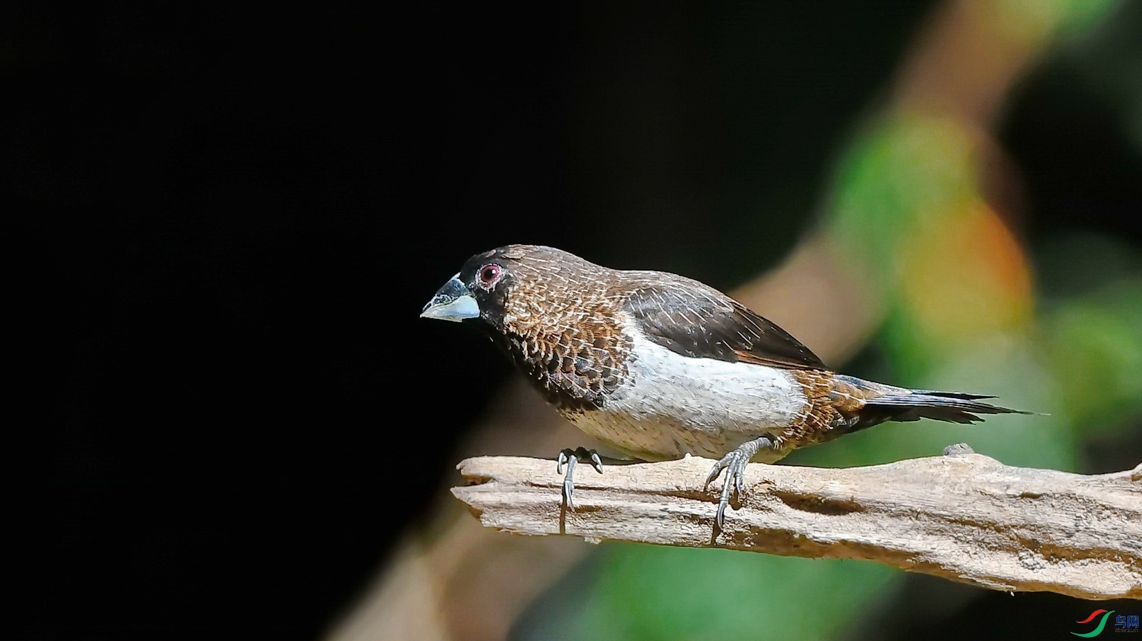 DSC_6524a.jpg