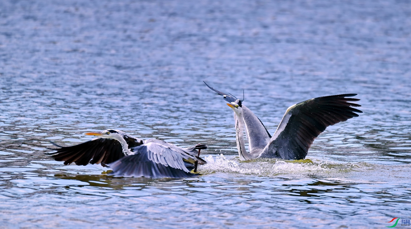 DSC_4484a.jpg