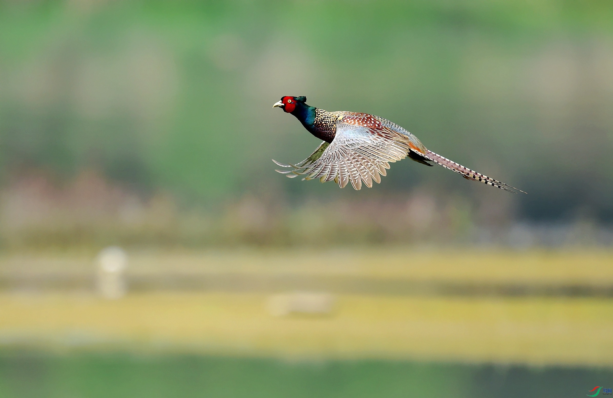 DSC_7823_conew3.jpg
