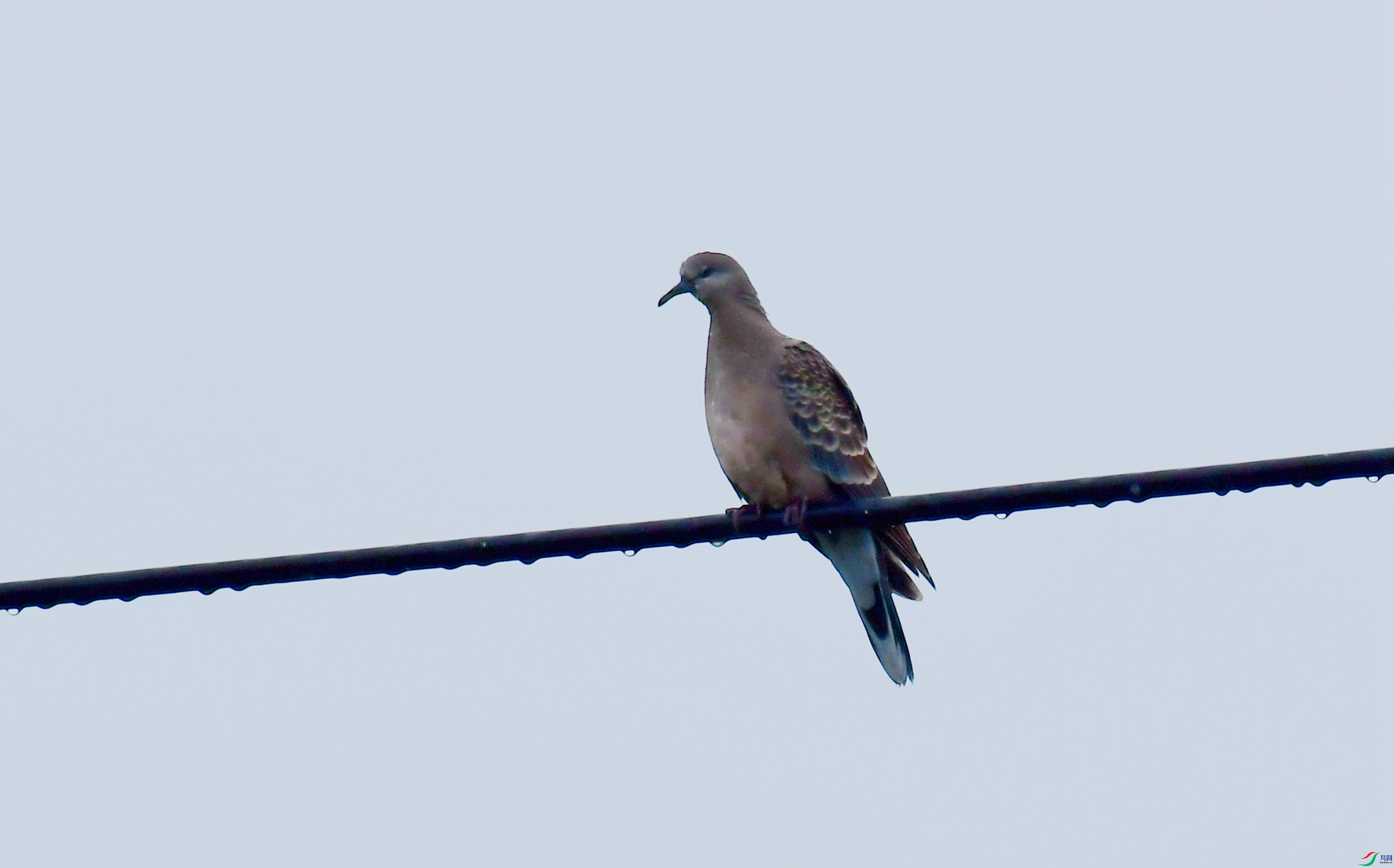 �ذ�� ��������������Ͷ���˹��������  (1).JPG