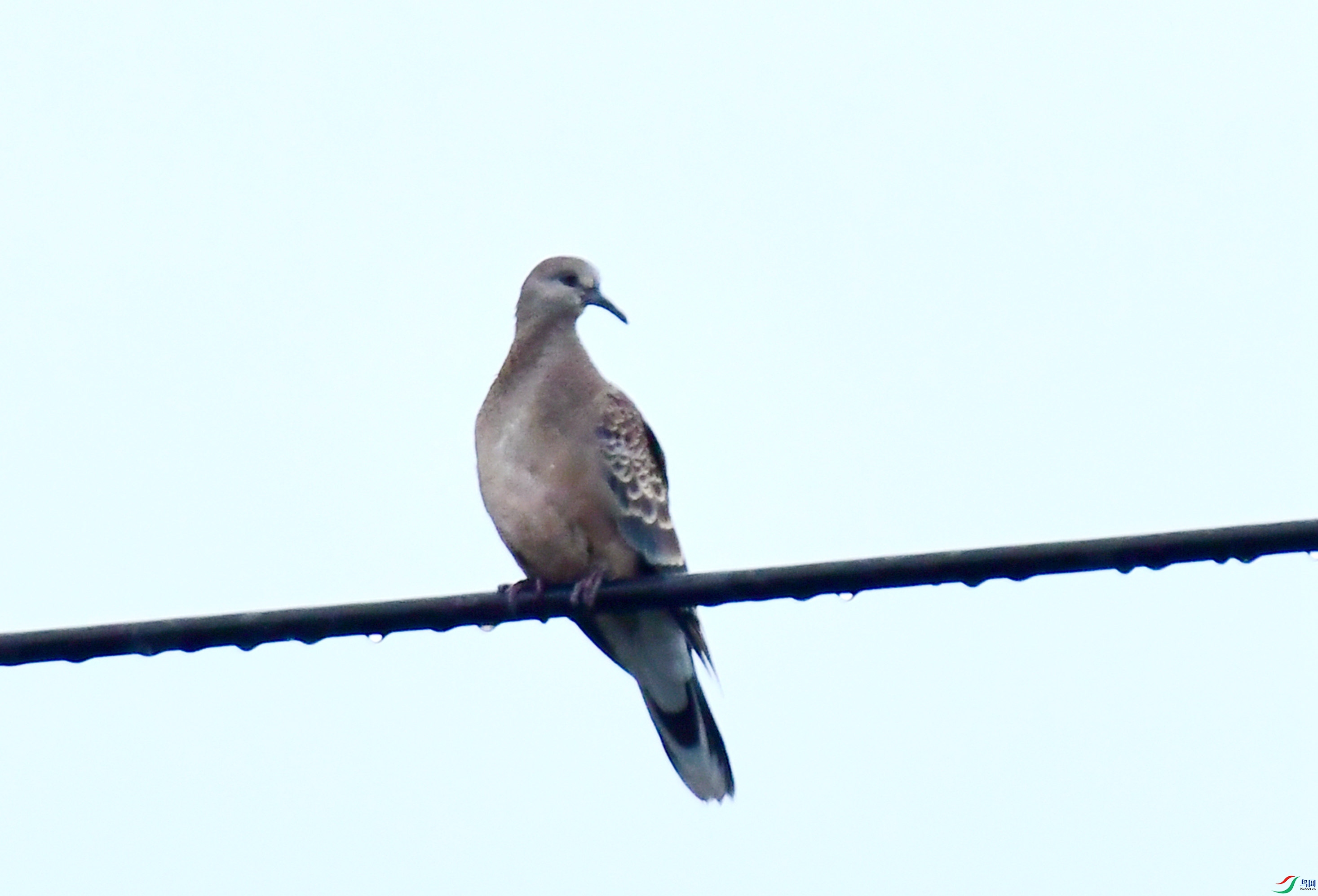 �ذ�� ��������������Ͷ���˹��������  (2).JPG