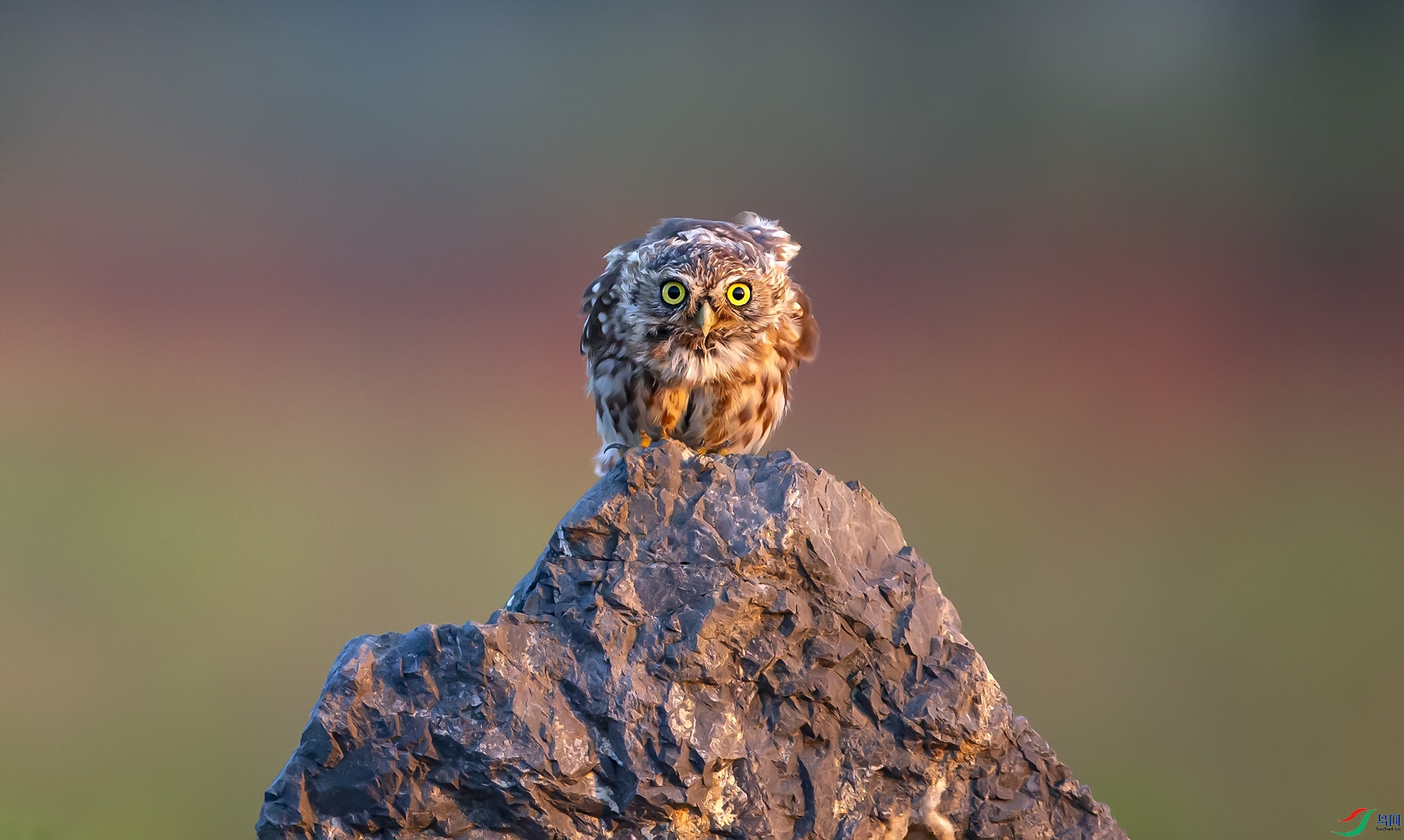 双目如电——纵纹腹小鸮【恭贺老师佳作荣获鸟类精华】