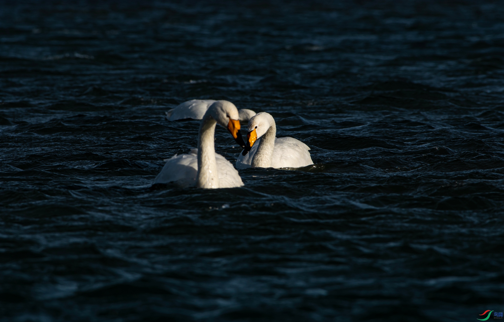 DSC_8076_����.jpg
