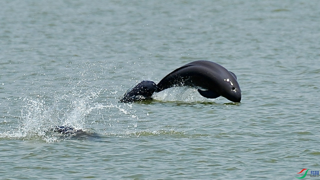 长江江豚