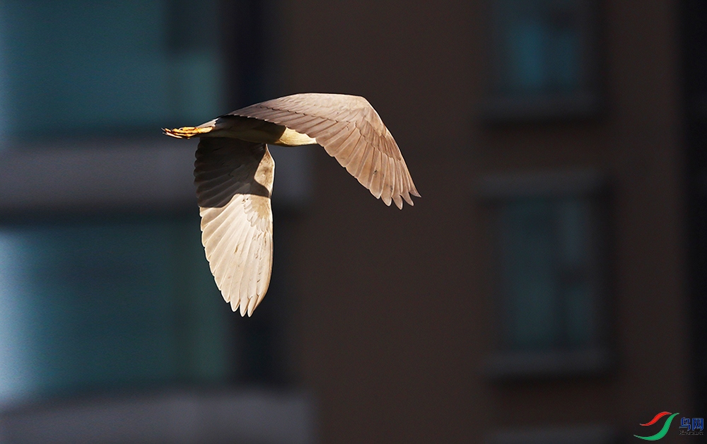 ̤��Ϧ������