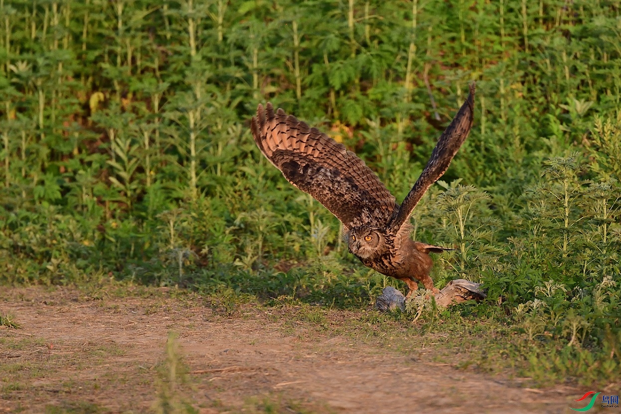 DSC_2318_00001_01.jpg