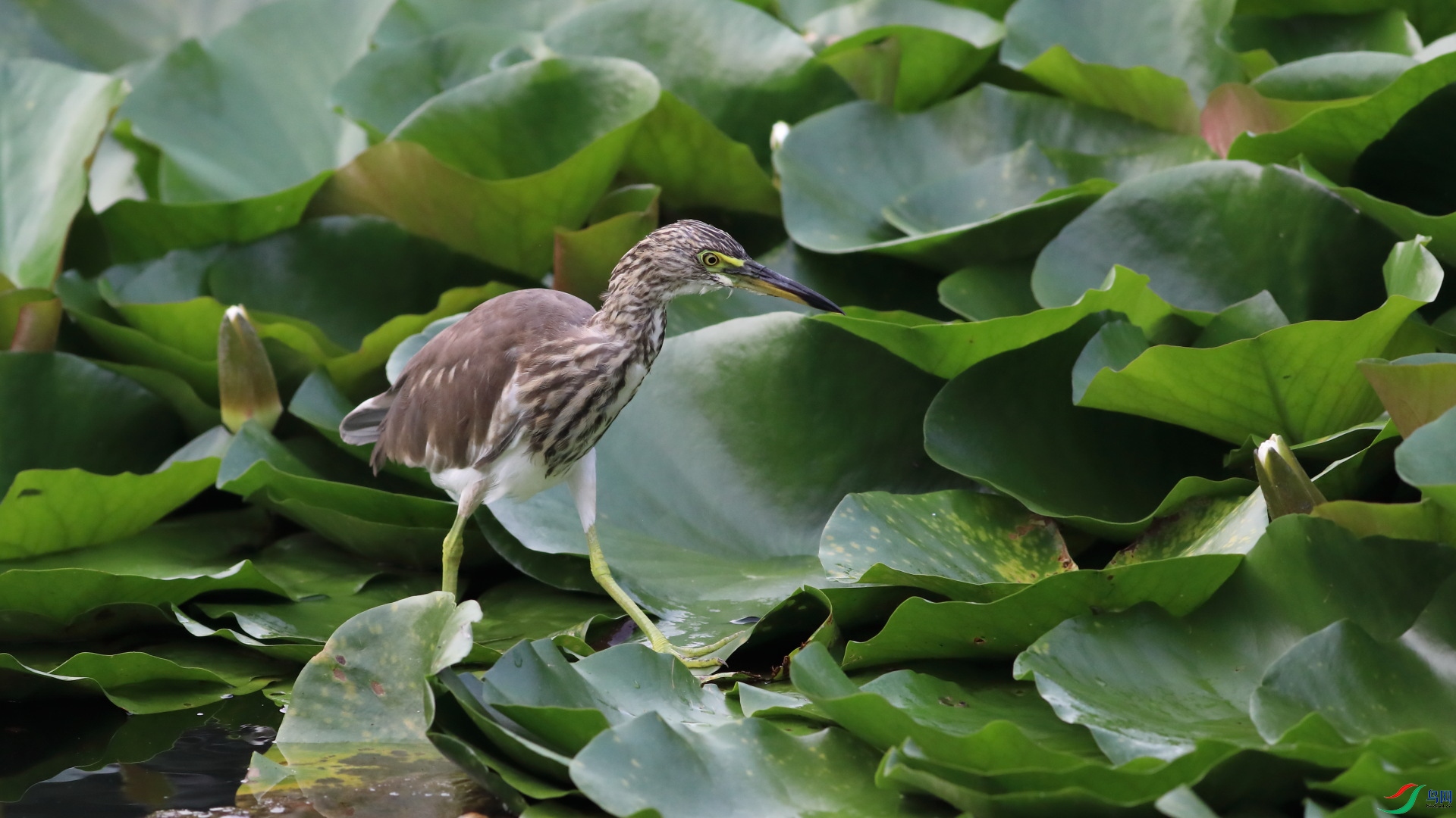 ���ں���