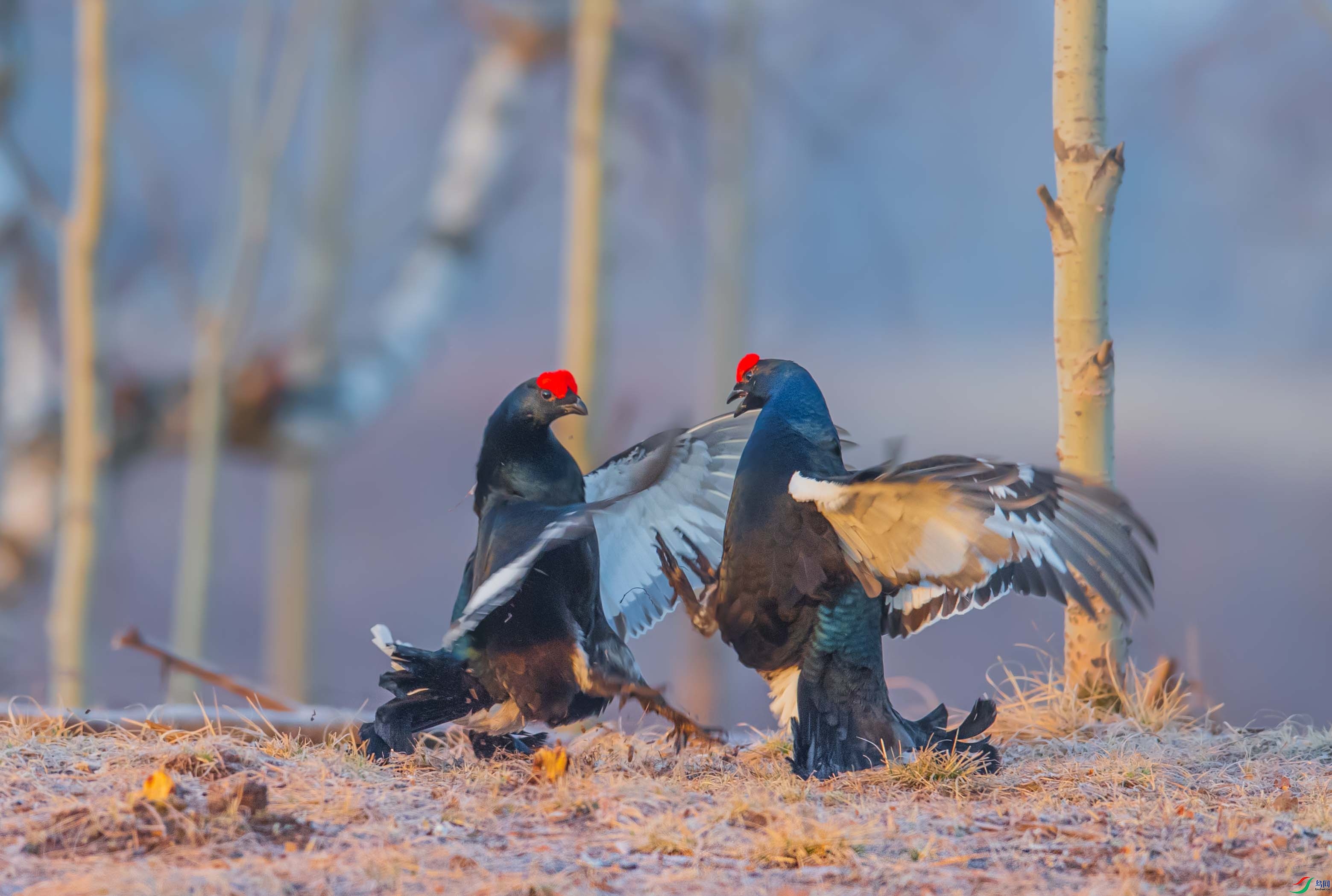 DSC_4214-1.jpg
