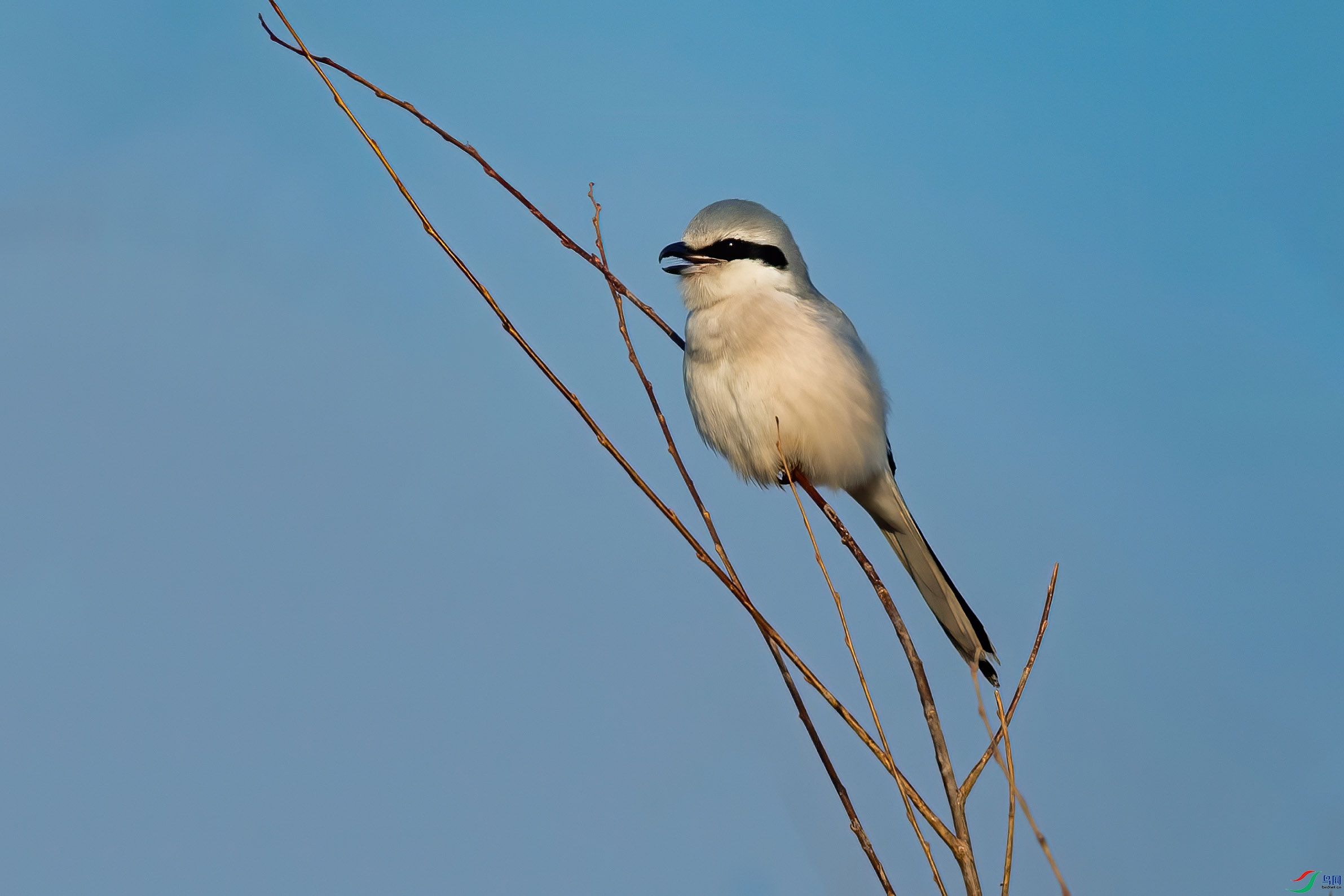 小猛禽楔尾伯劳