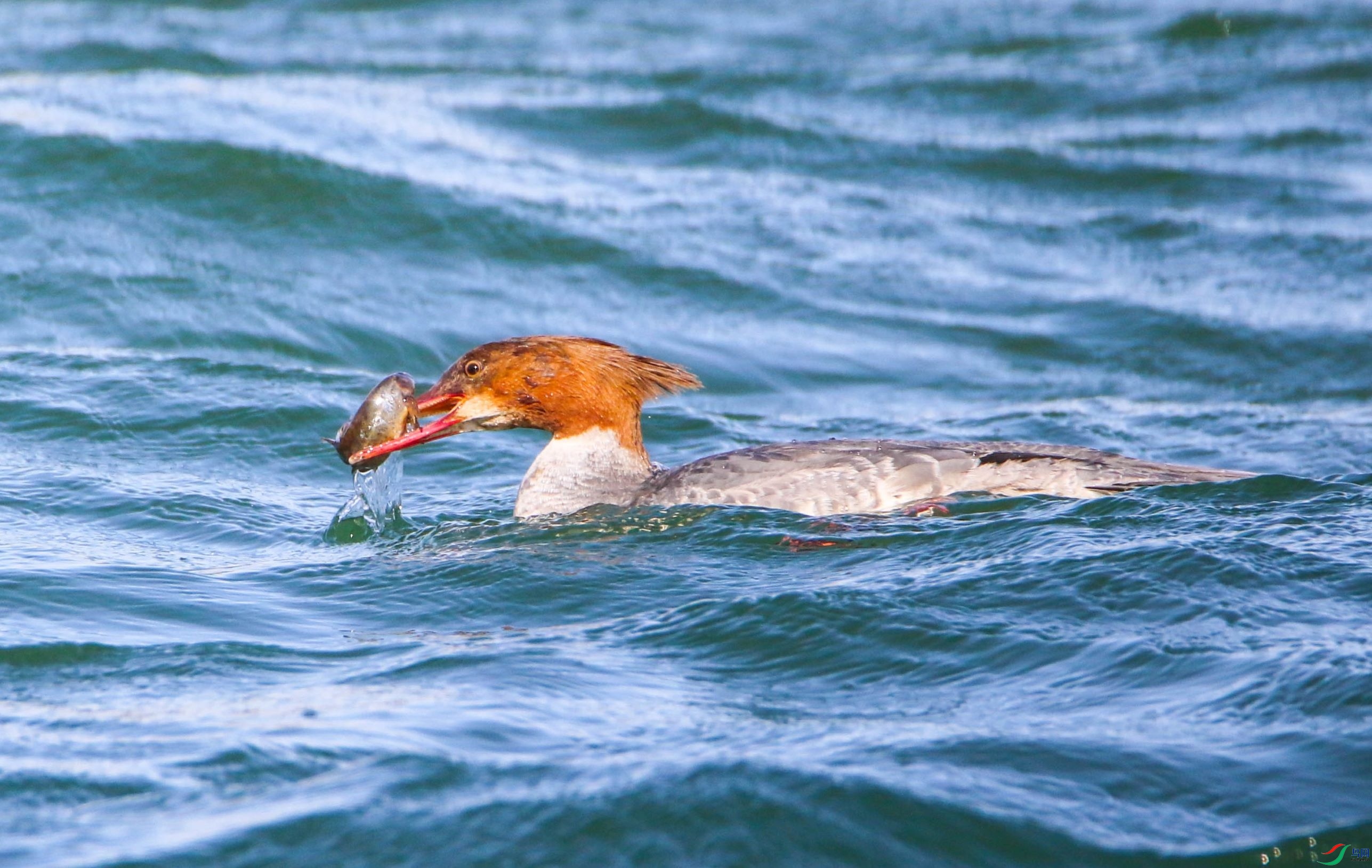 ��ɳѼ������1 (1 - 1).jpg