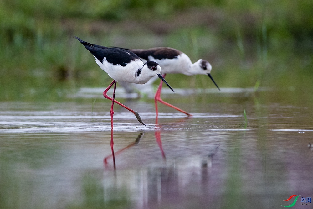 �ڳ᳤����