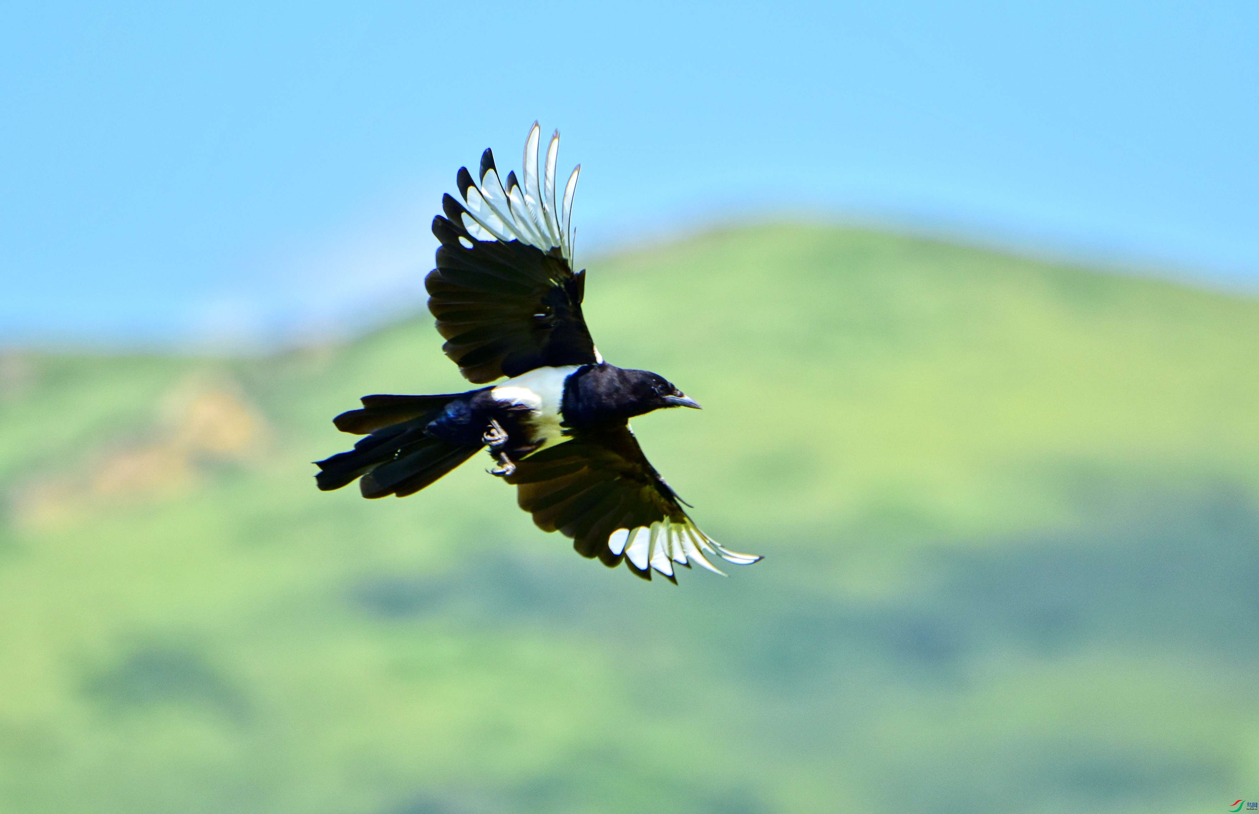 DSC_1076_conew4.jpg