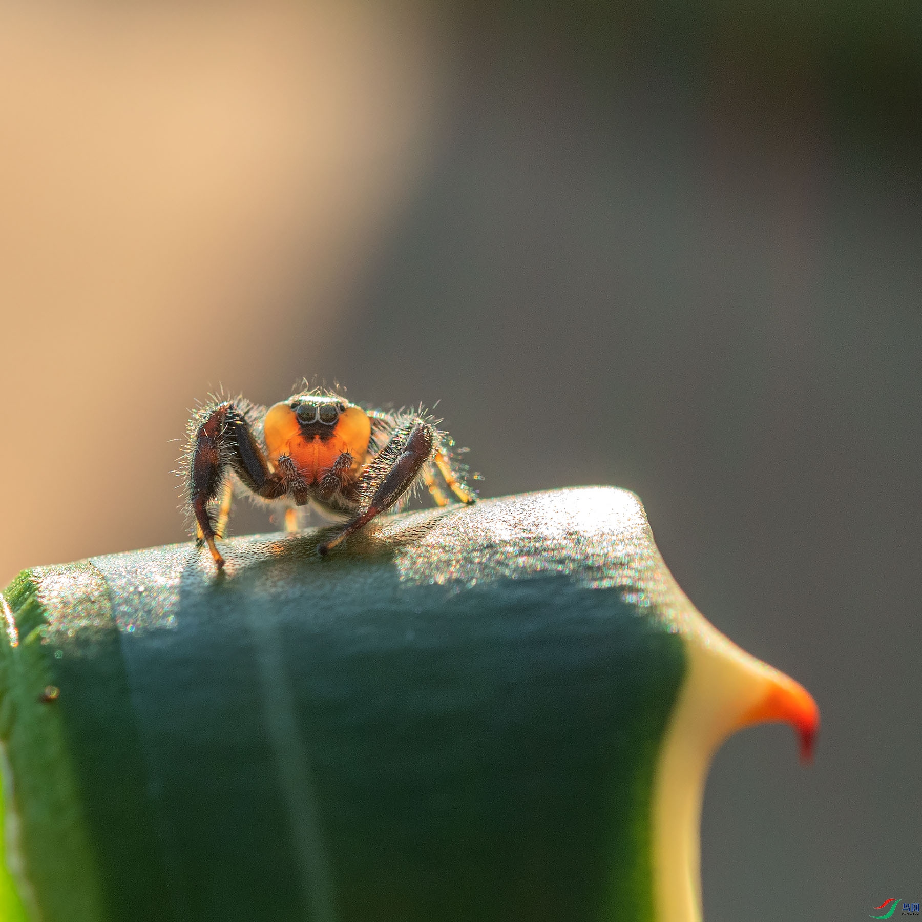 _DSC4126x.jpg