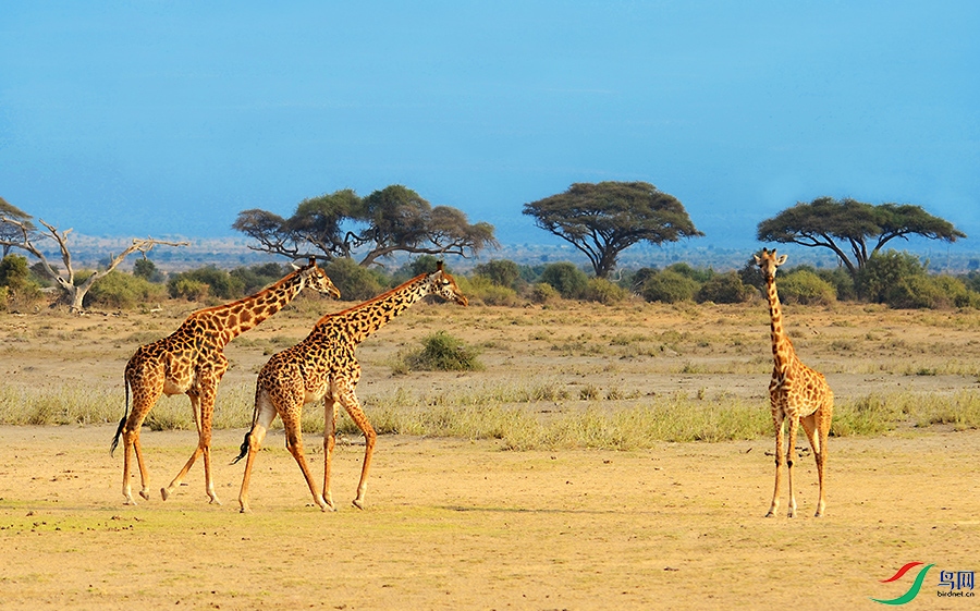 长颈鹿的生活环境图片