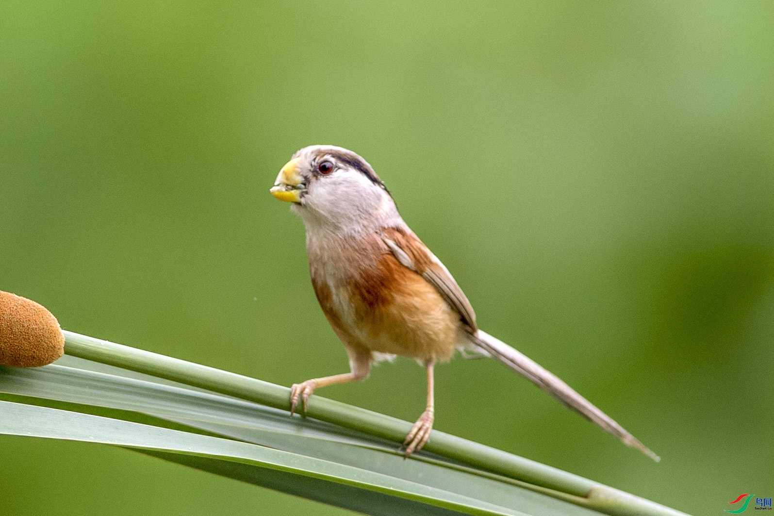 ����ʯͷ  ��ʦ����������ʡ�̽���.jpg