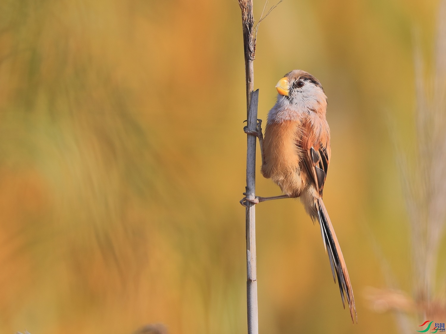 �ǲ�  ��ʦ�����ںӱ�ʡʯ��ׯ��0.jpg