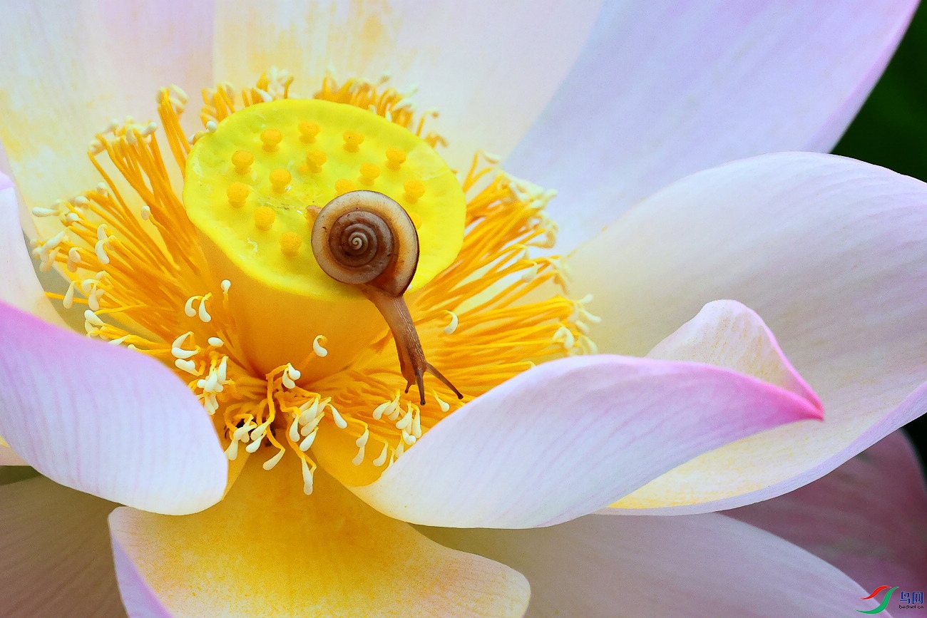 鸟网>论坛>>主题区>>昆虫与微距>>蜗牛>