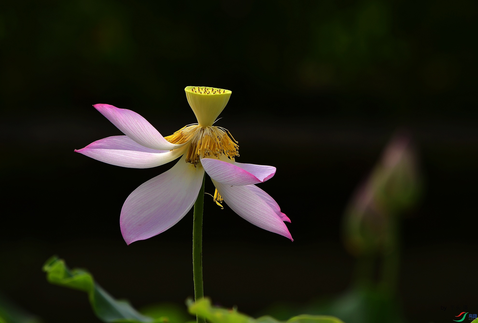 _D5D0483.jpg