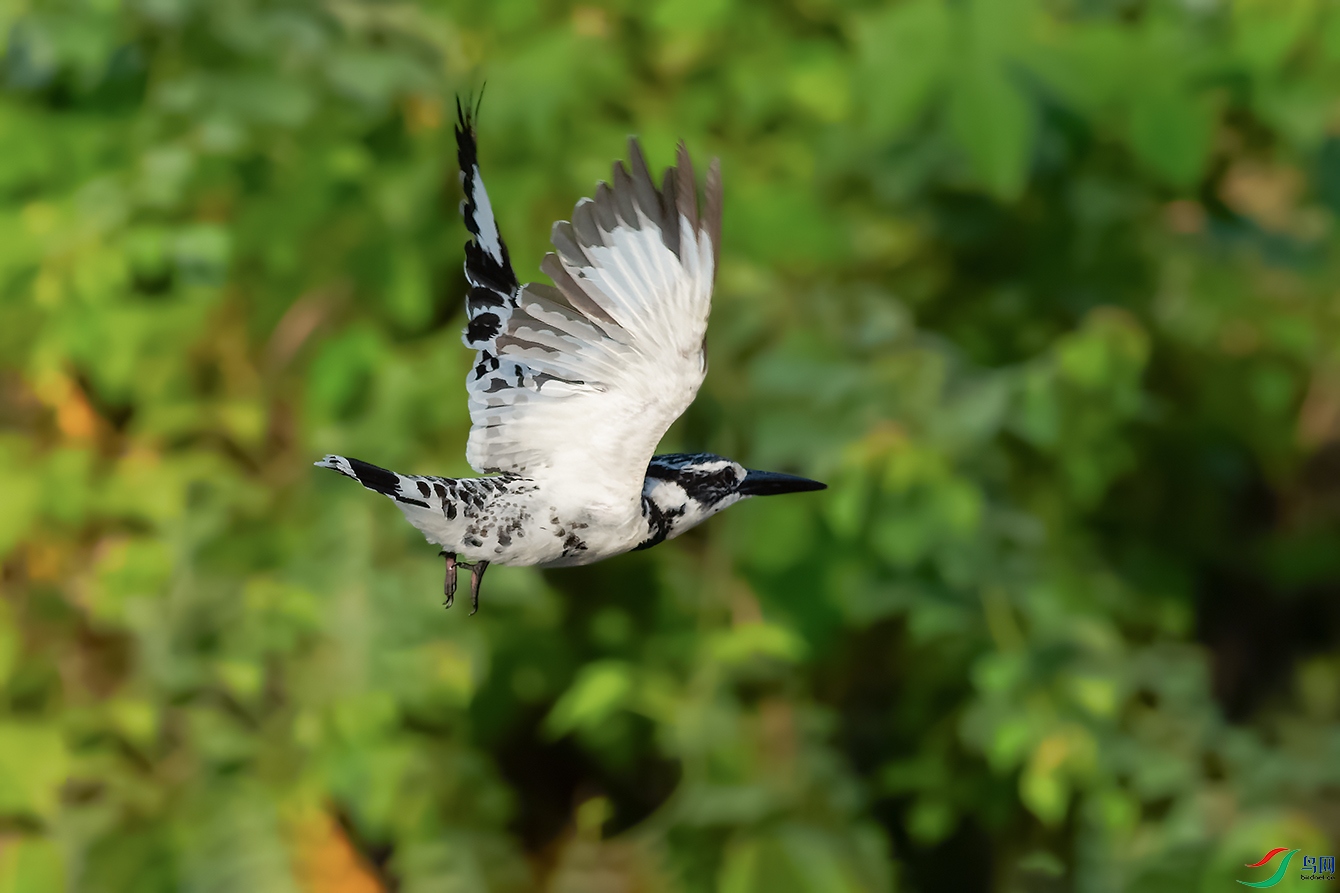 DSC_3719_DxOa.jpg