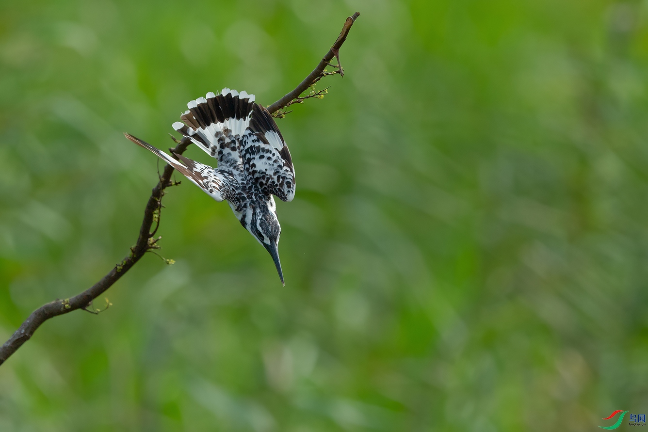 DSC_3392_DxOa.jpg