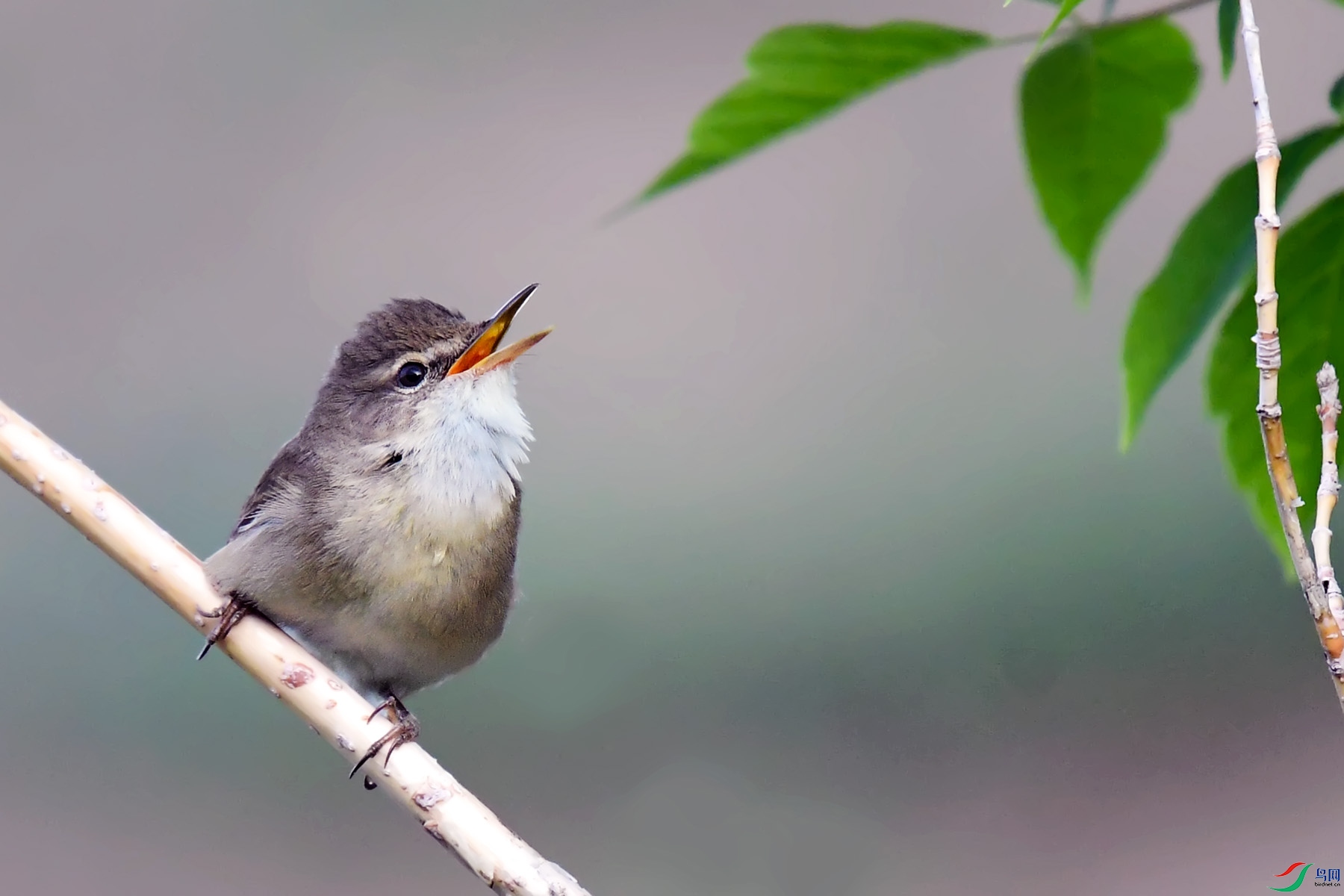 灰白喉林莺