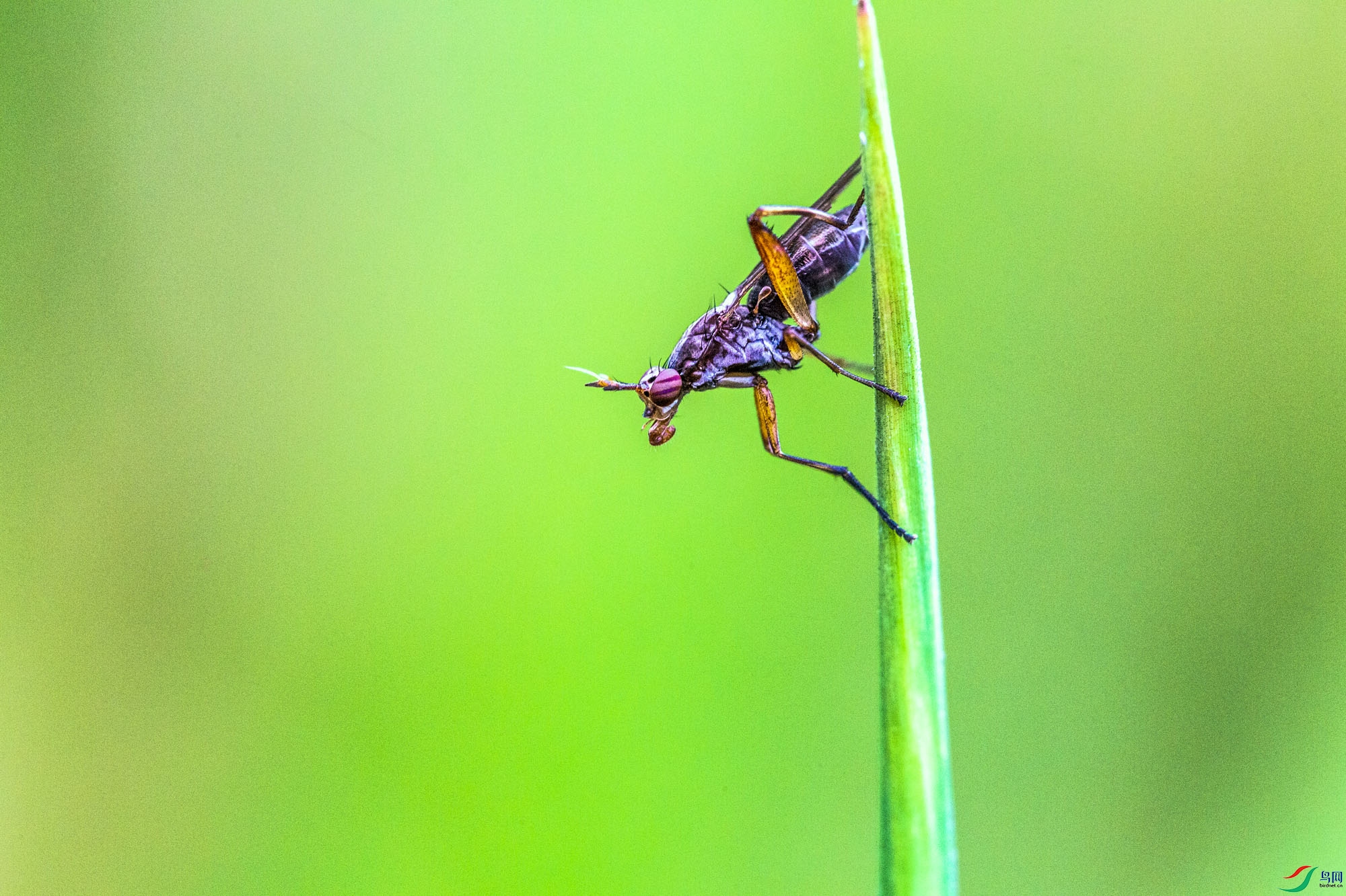 ˮ��Ҷ�ϵ�Ӭ