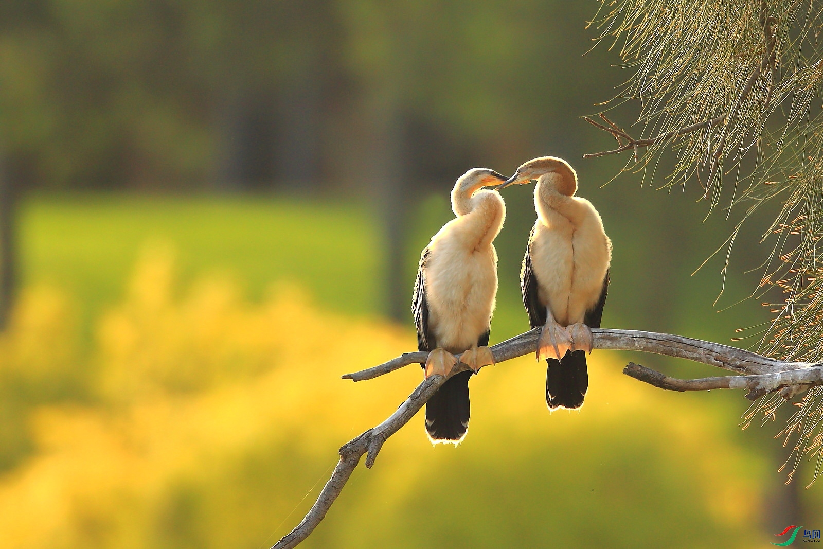 含情脉脉 (恭贺老师作品荣获鸟类精华)