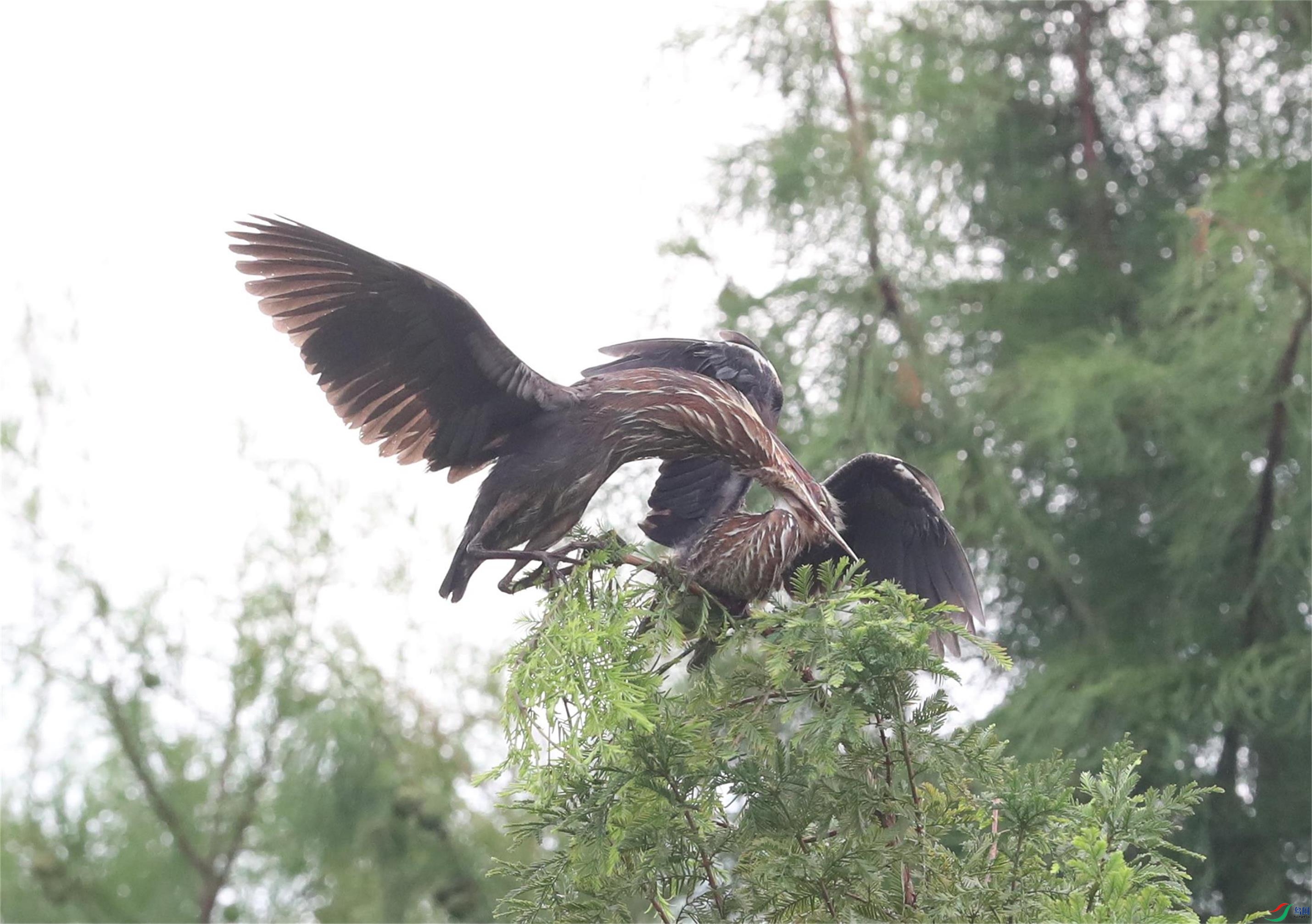 A15I0091 (2)_��ͼ��.JPG