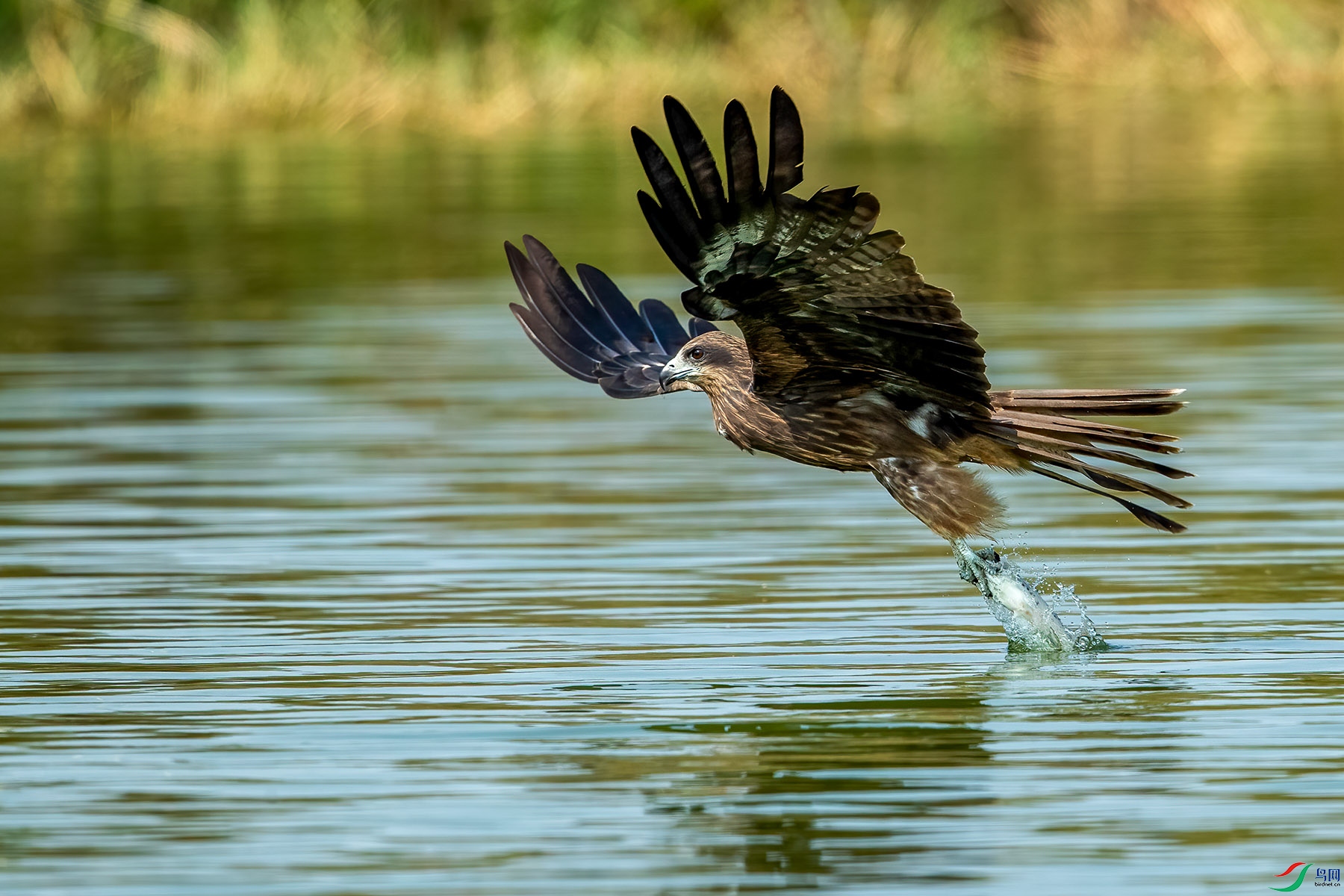 ץ������