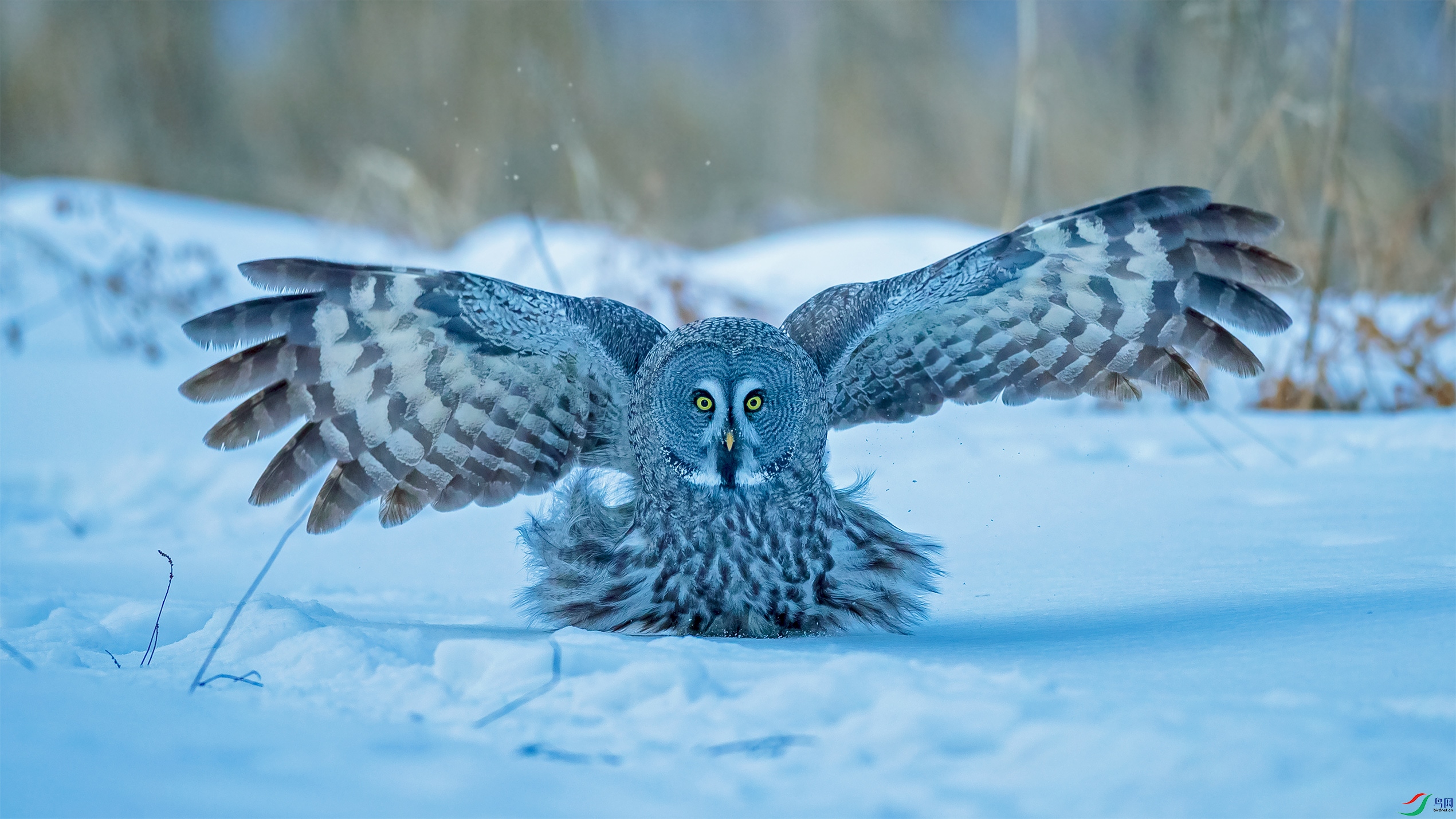 [猛禽] 《天冷就穿毛裙子》乌林鸮 --- (恭贺老师作品荣获vip佳作)