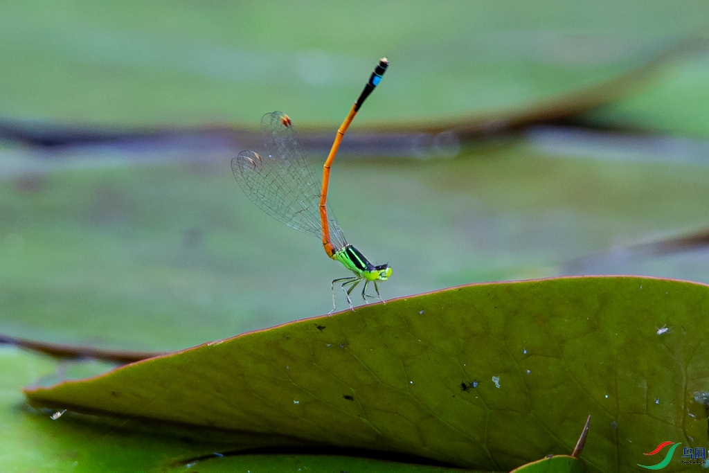 DSC_3292a.jpg