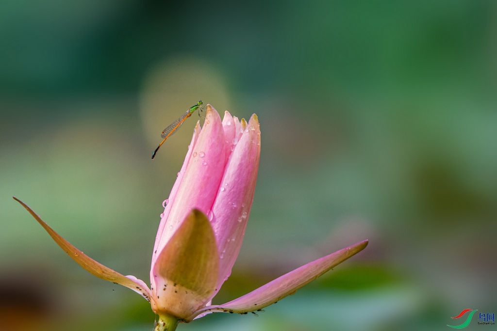 DSC_3348a.jpg