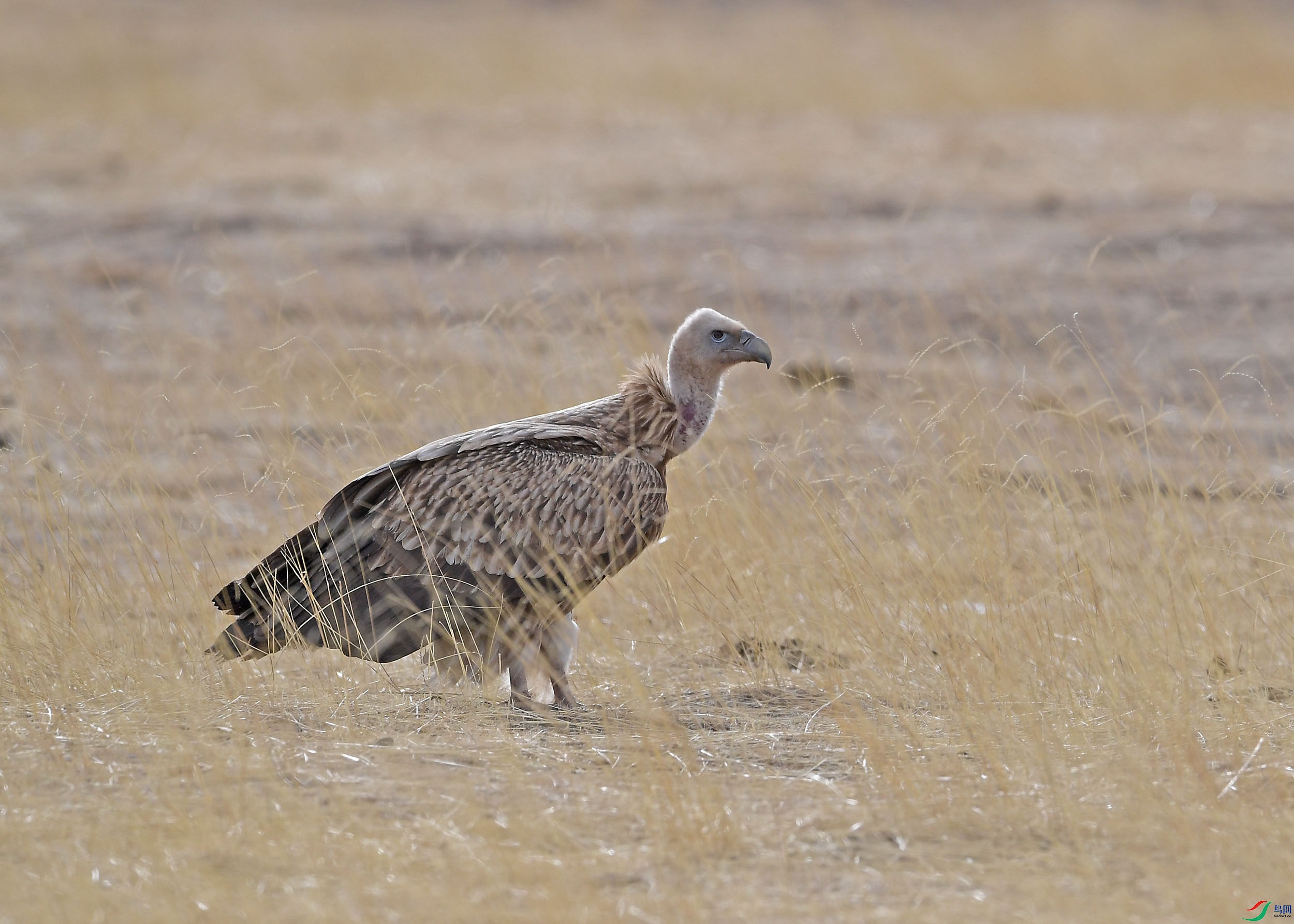 DSC_99081.jpg