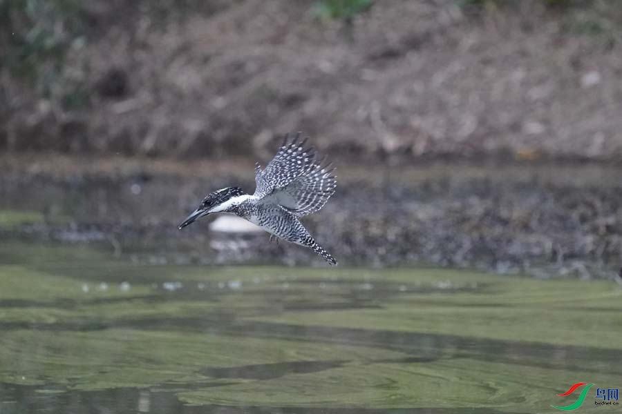 20180224-DSC00958-4 - ���� (2).JPG