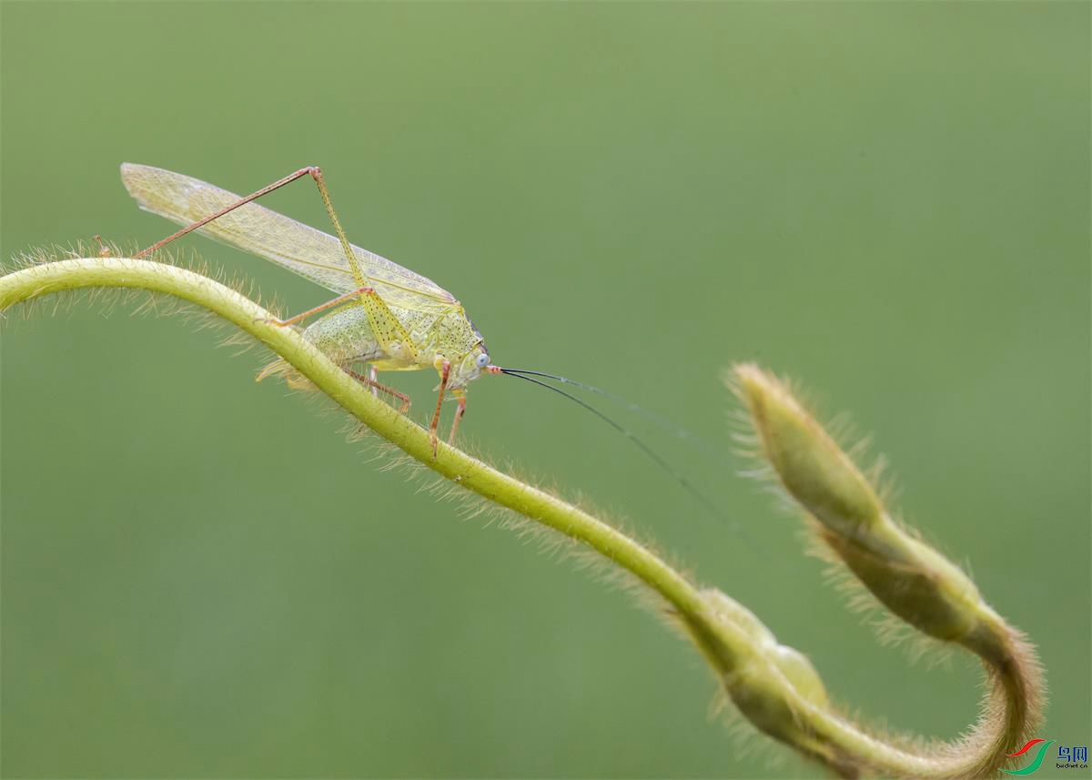 C13A1313a33.jpg