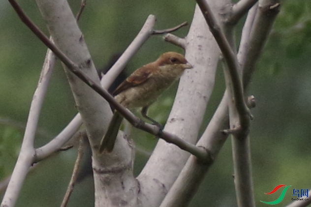 IMGP8955_����.jpg