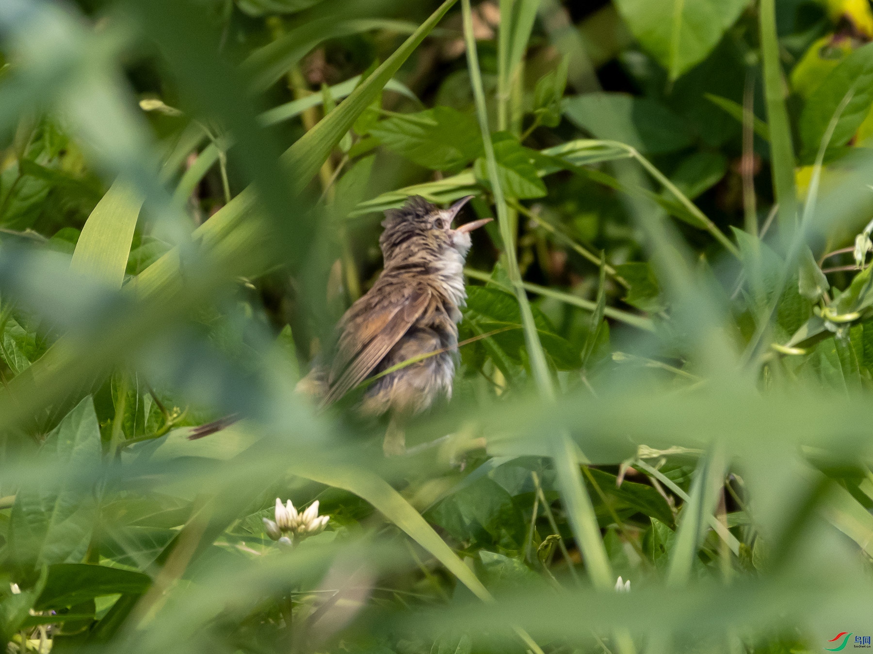 ����Ĵ�έݺ2