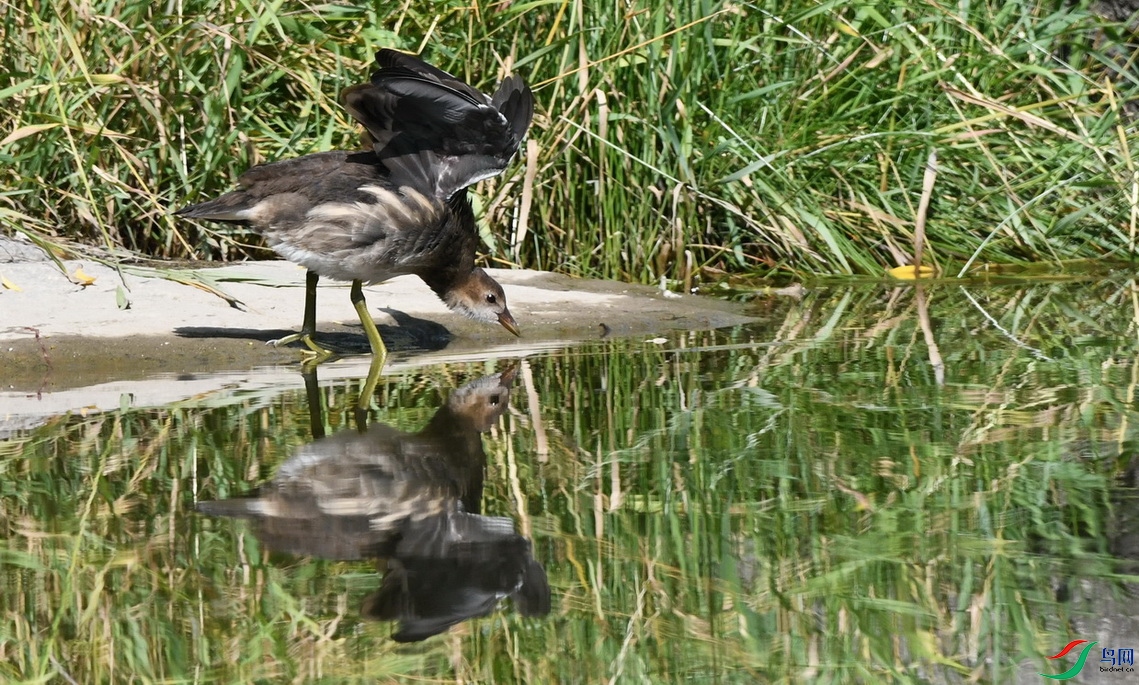 DSC_9481.JPG