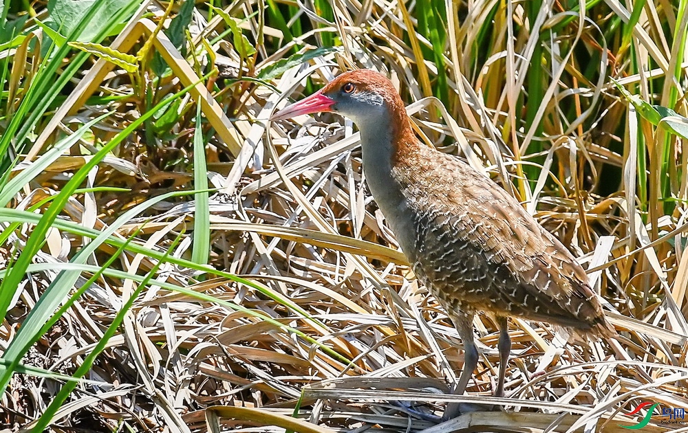 DSC_7550a.jpg