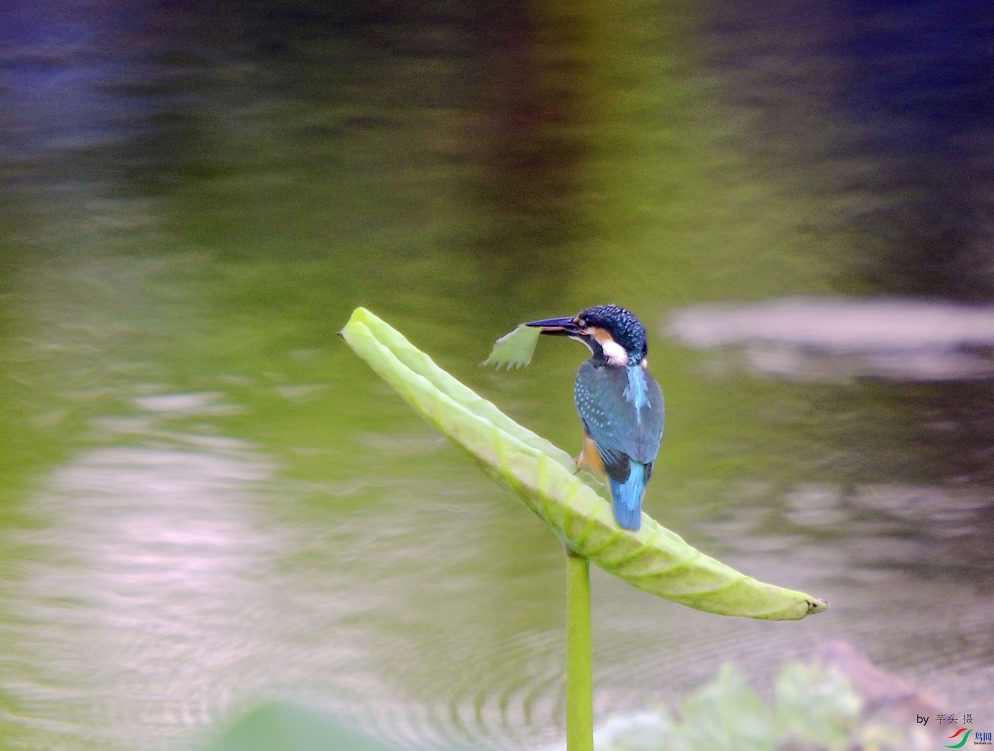 _D5D0644.jpg