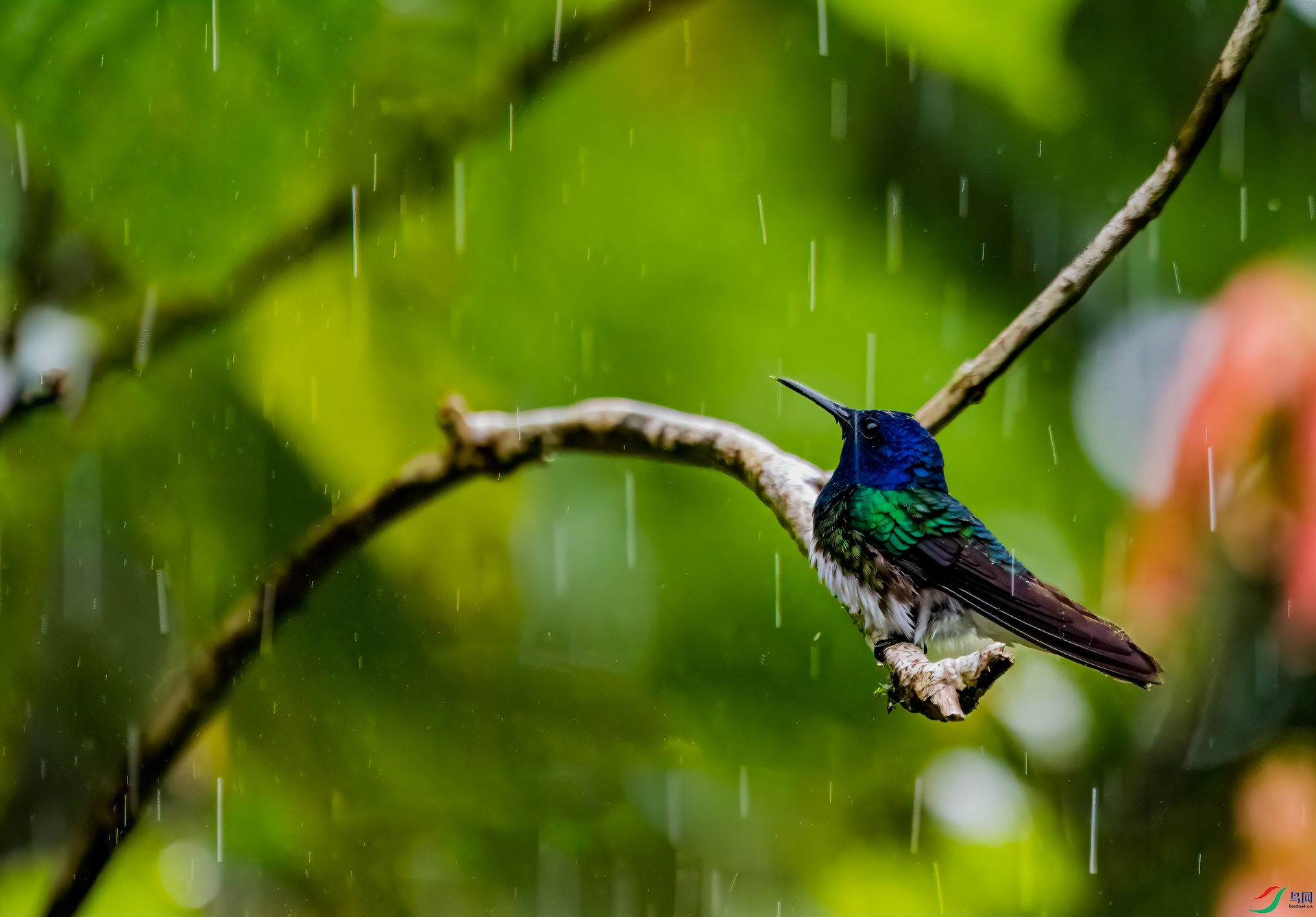 绵绵春雨