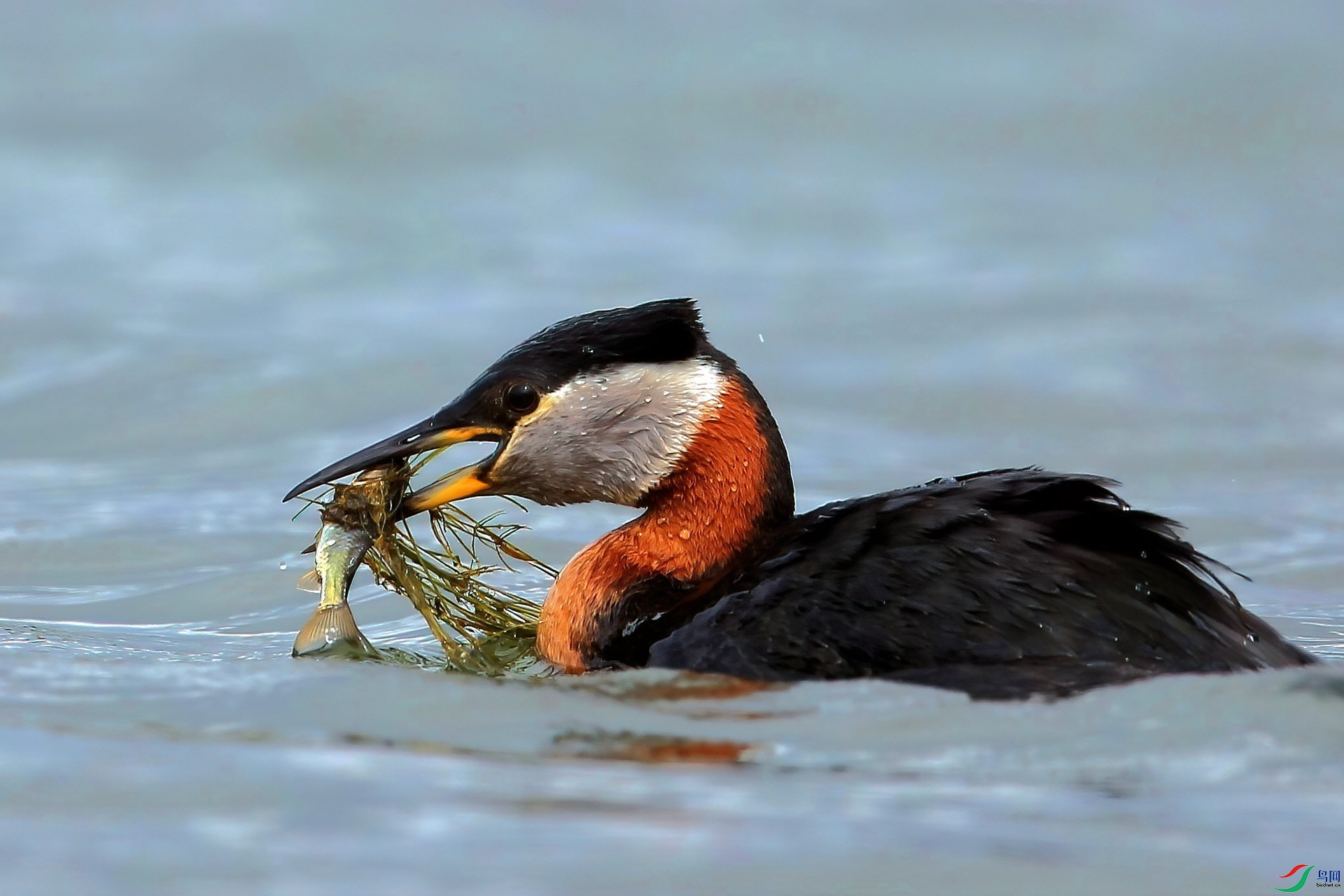 赤颈鸊鷉"恭喜老师佳作荣获鸟类精华"