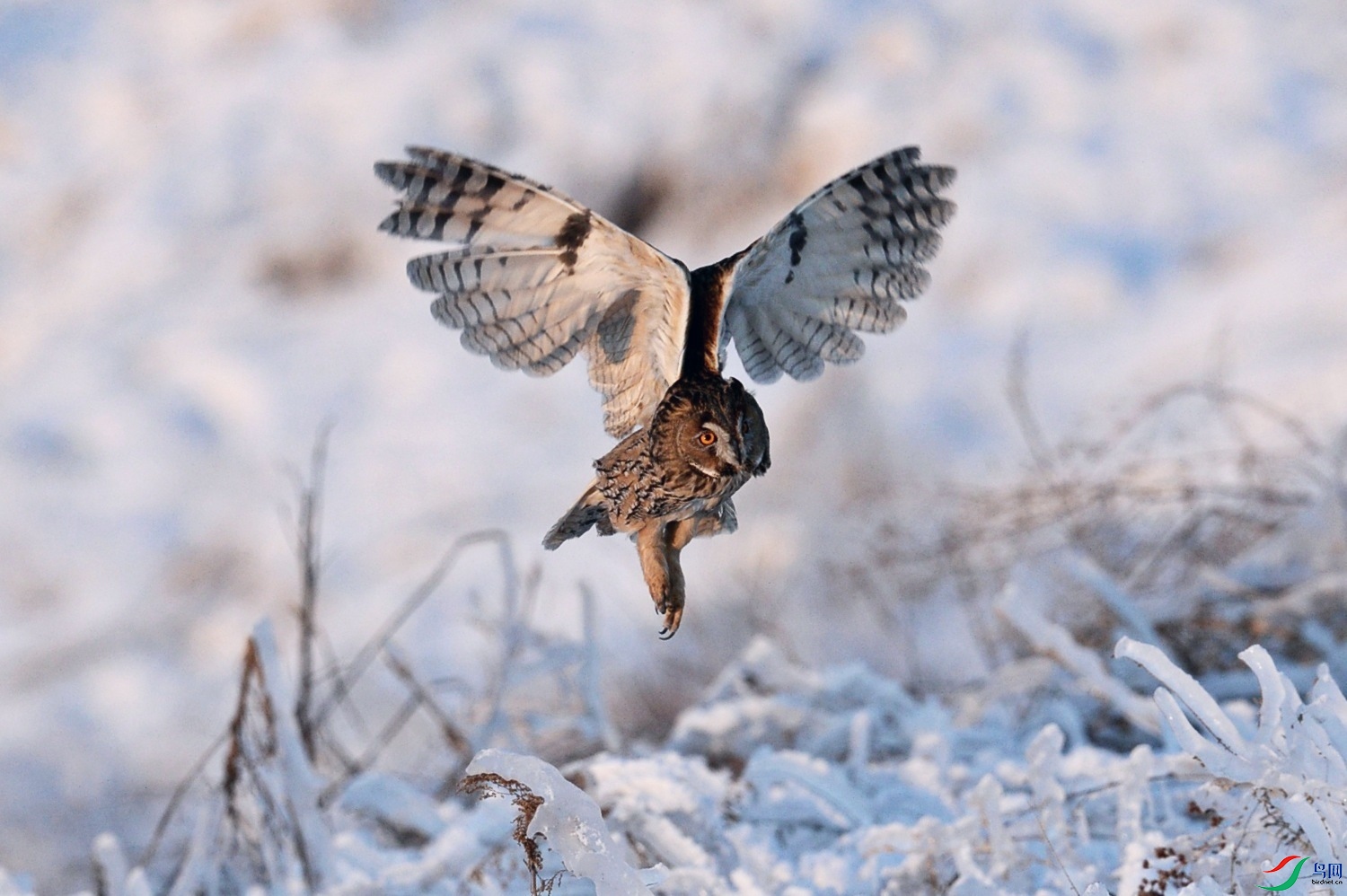 夏日红隼与寒冬长耳鸮寻找猎物