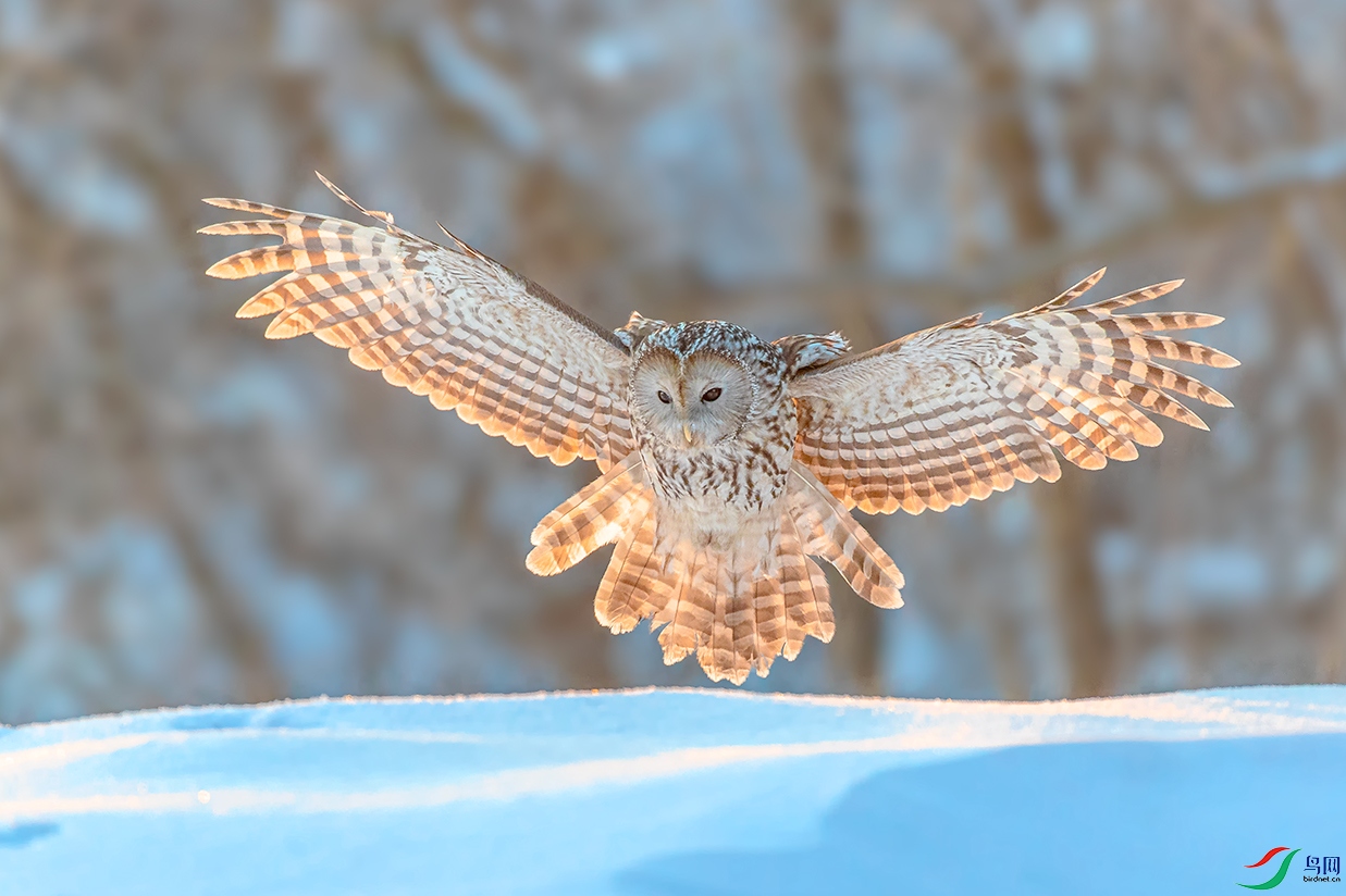 丛林里的幽灵―――长尾林鸮-祝贺老师佳作荣获每日一图