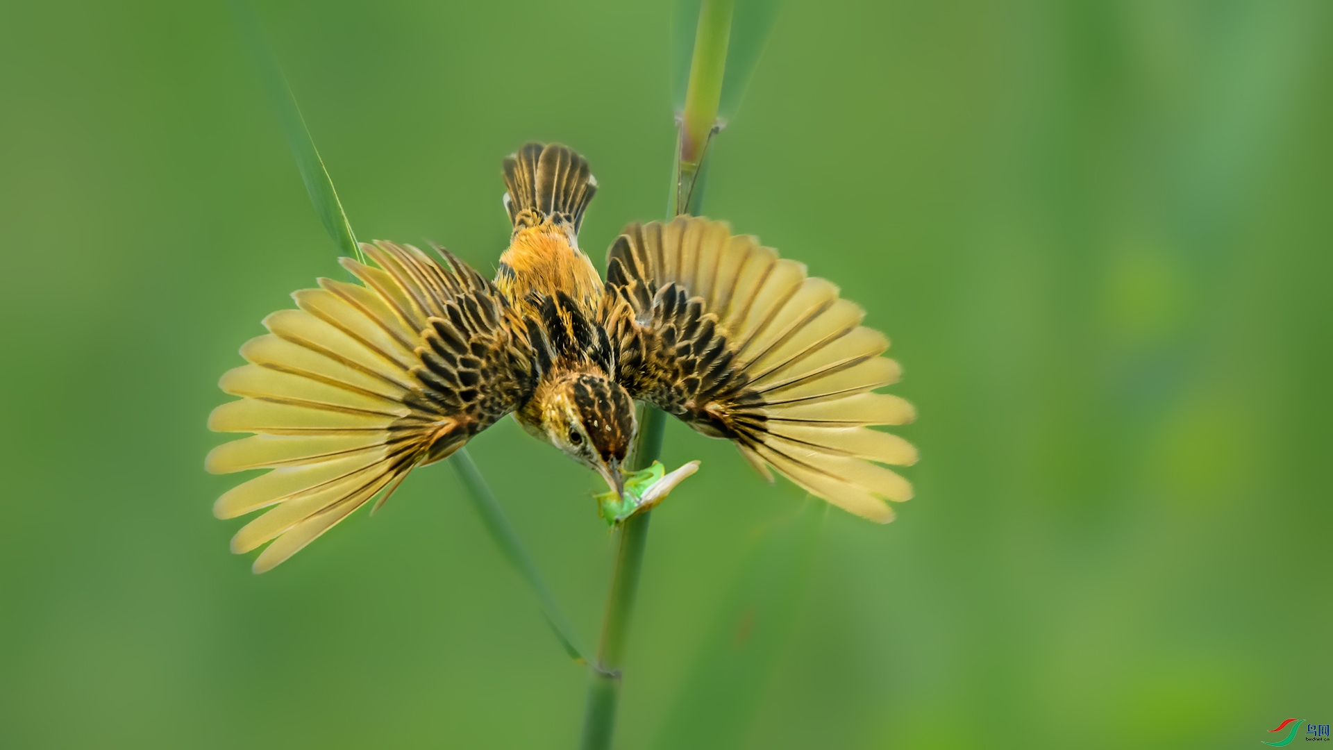 DSC_1257---����.jpg-1.jpg