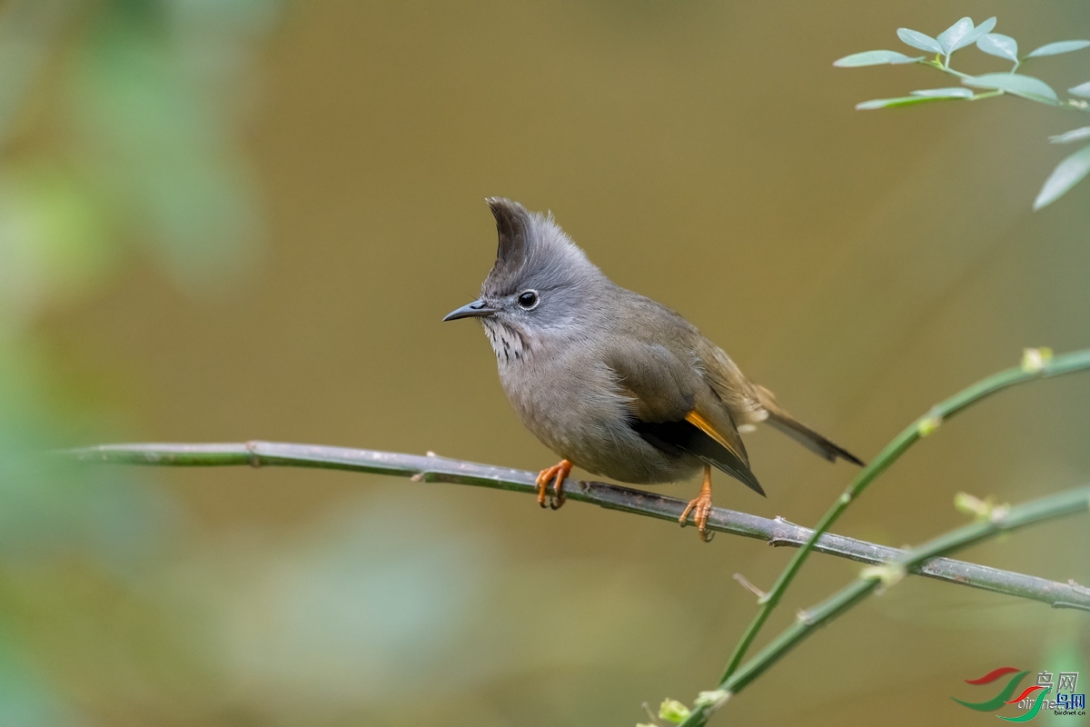 yaqing  ��ʦ�������Ĵ�ʡ�ɶ���.jpg