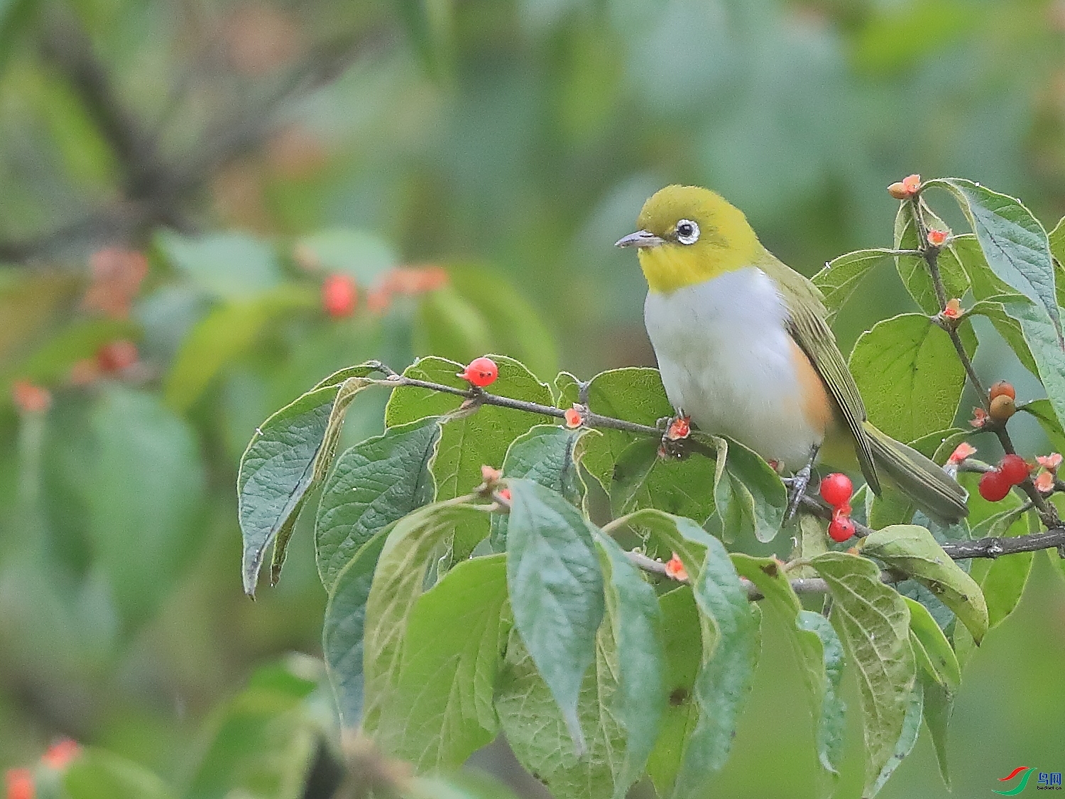 紅脅繡眼鳥