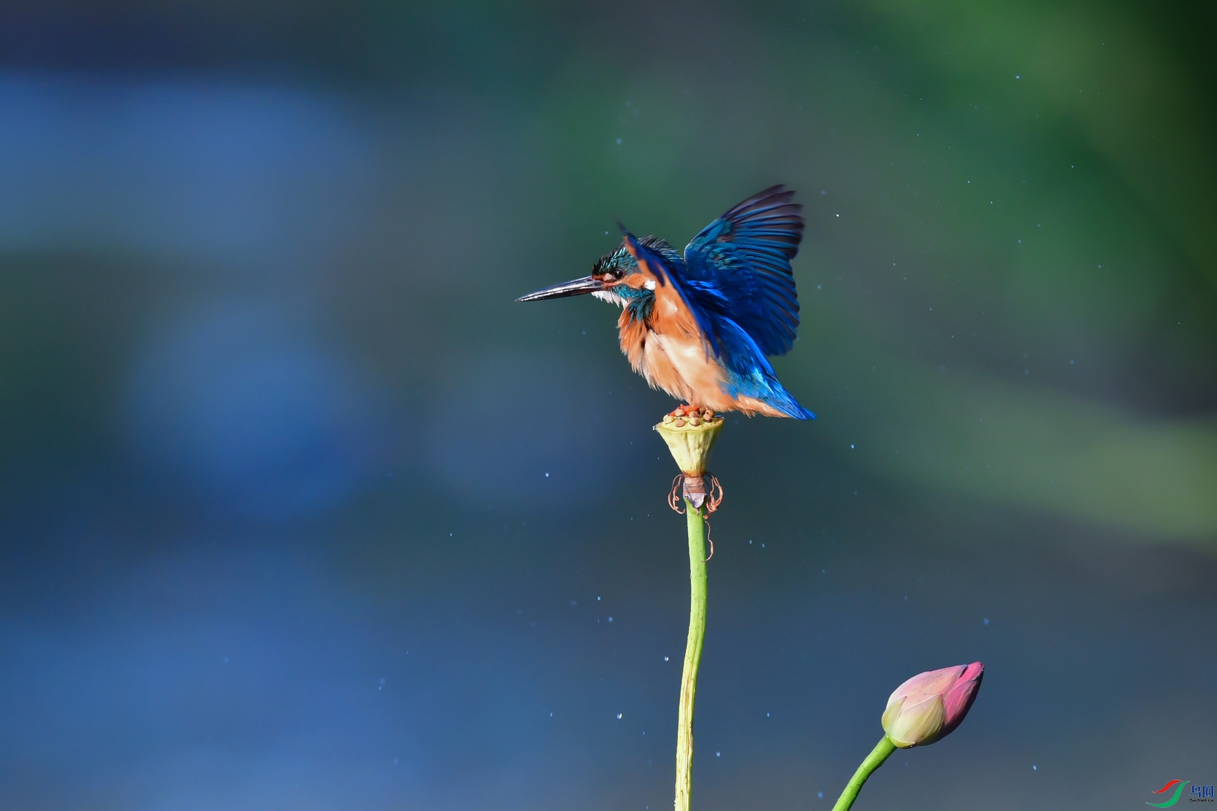 DSC_8345fb.jpg